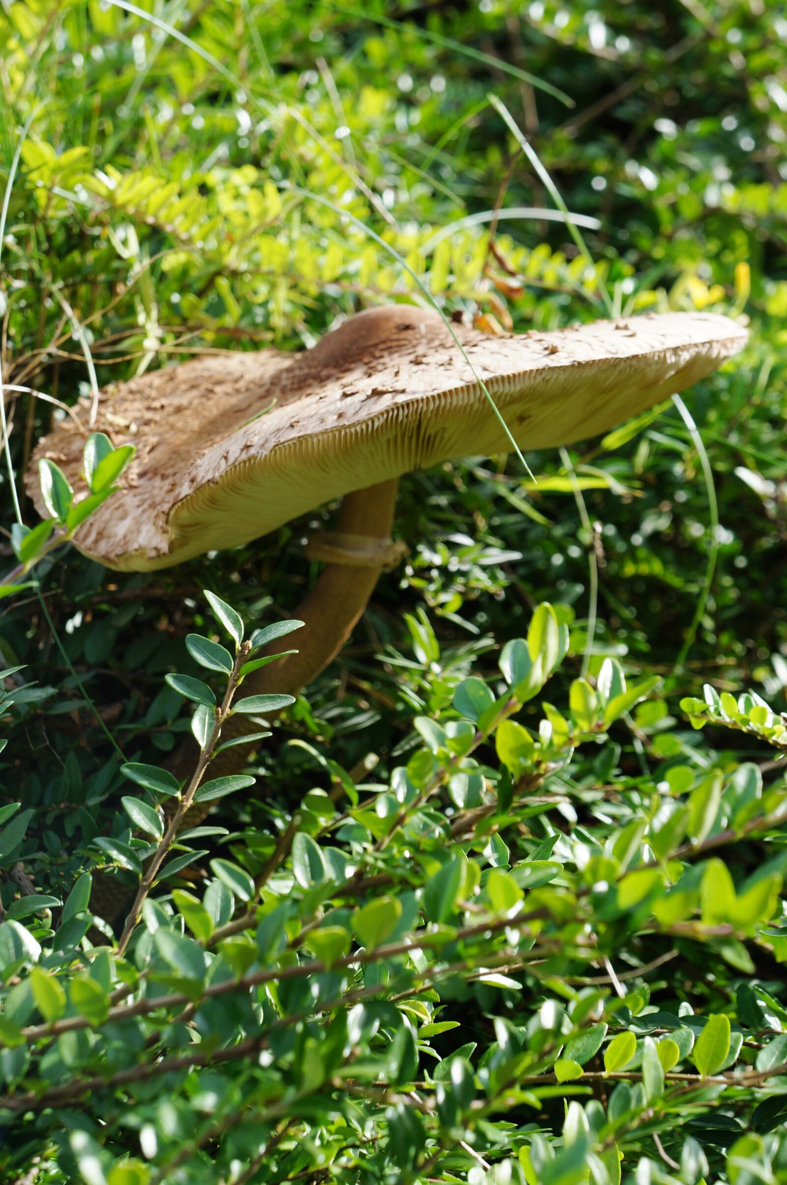 Sony Alpha NEX-5N sample photo. Parasol, mushroom, screen fungus photography