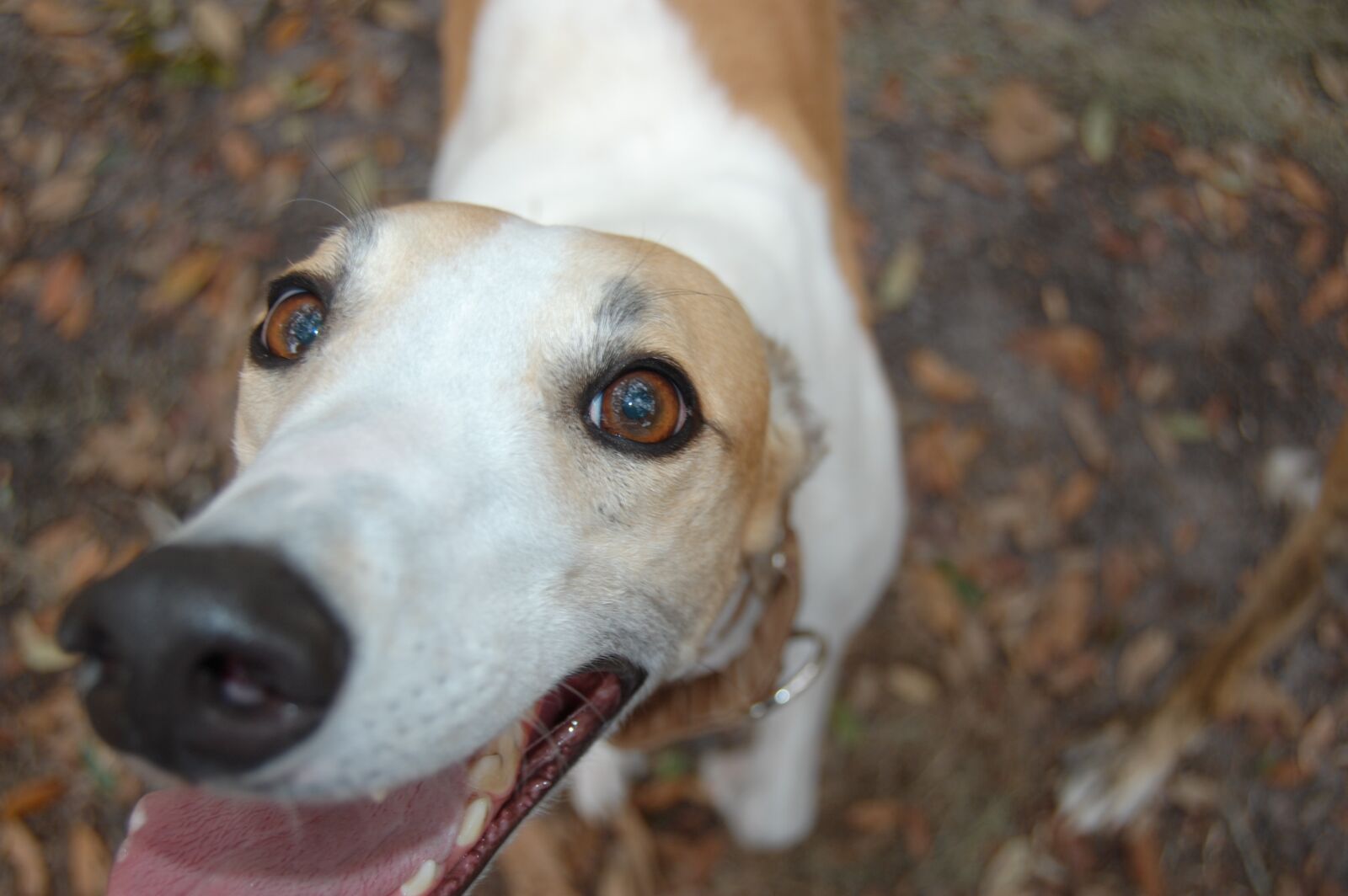 Nikon D40 sample photo. Greyhound, sight hound, retired photography