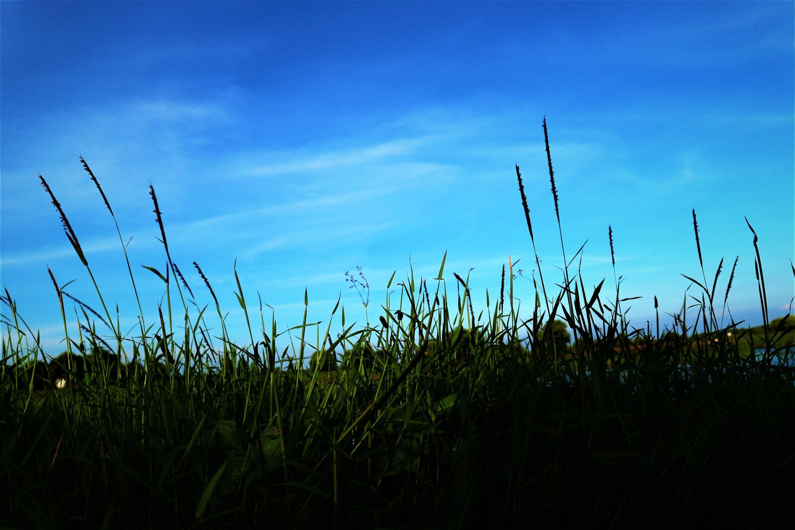 Canon EOS M10 sample photo. Sky, grass, nature photography