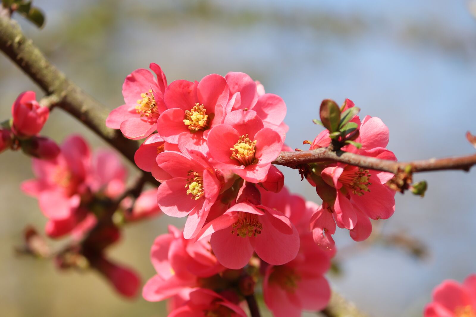 Canon EOS 200D (EOS Rebel SL2 / EOS Kiss X9) sample photo. Ornamental quince, flowers, bush photography