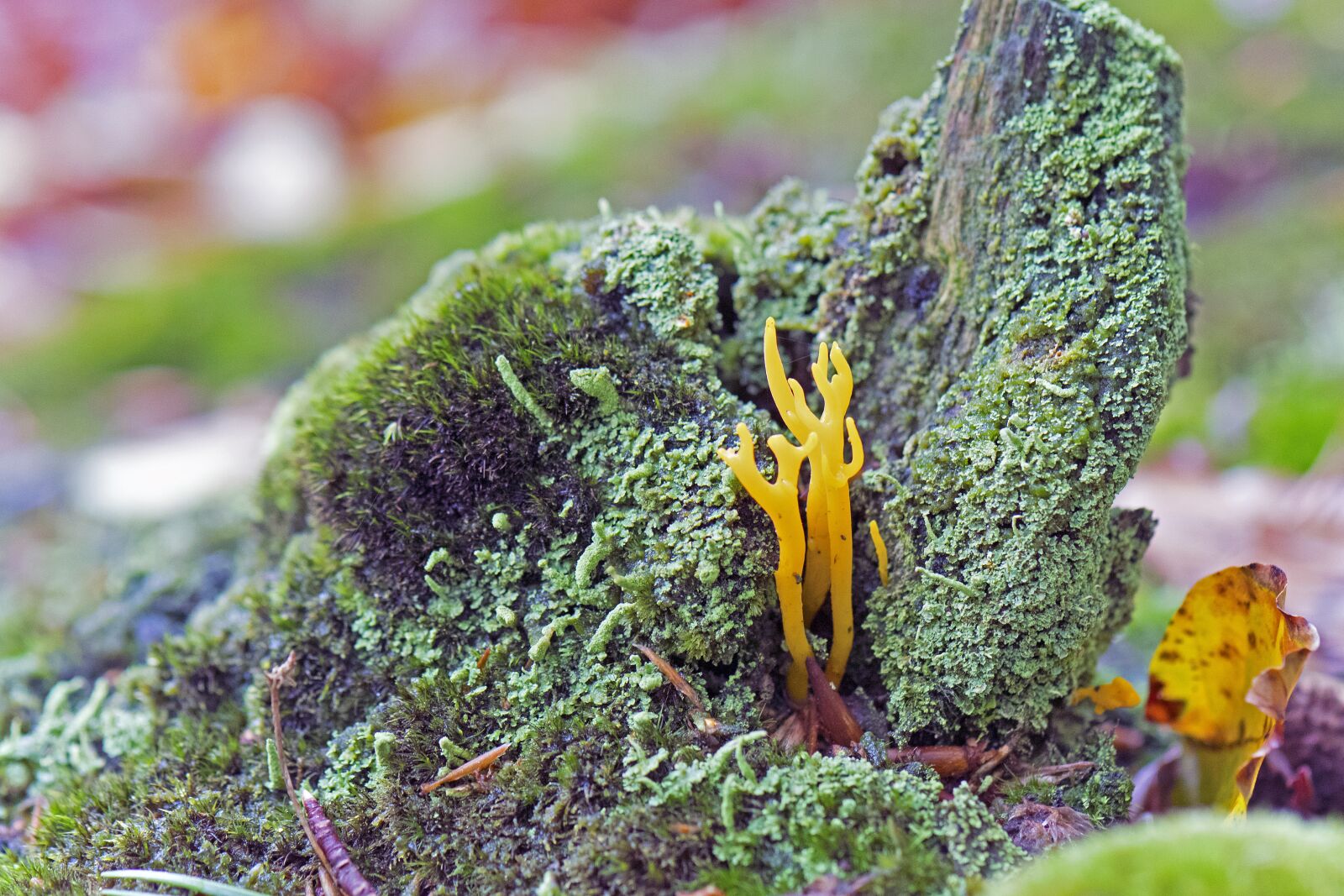 Nikon D500 sample photo. Calocera viscosa, mushroom, forest photography