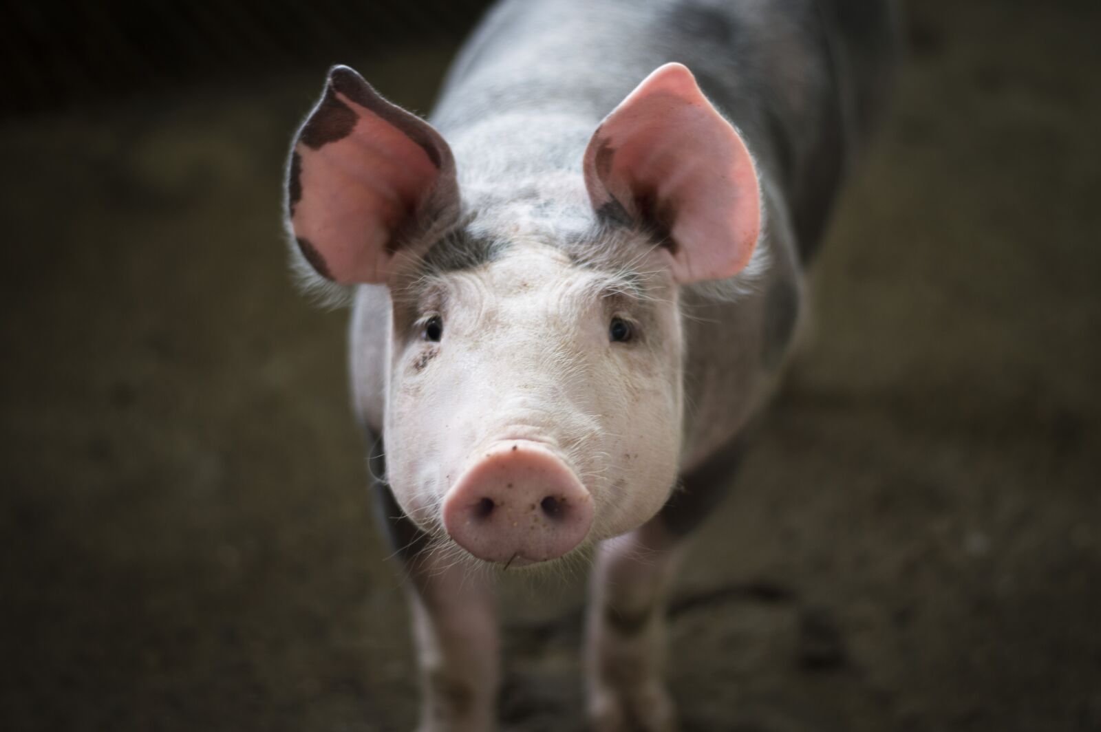 Nikon D3200 sample photo. Fauna, flora, pork photography