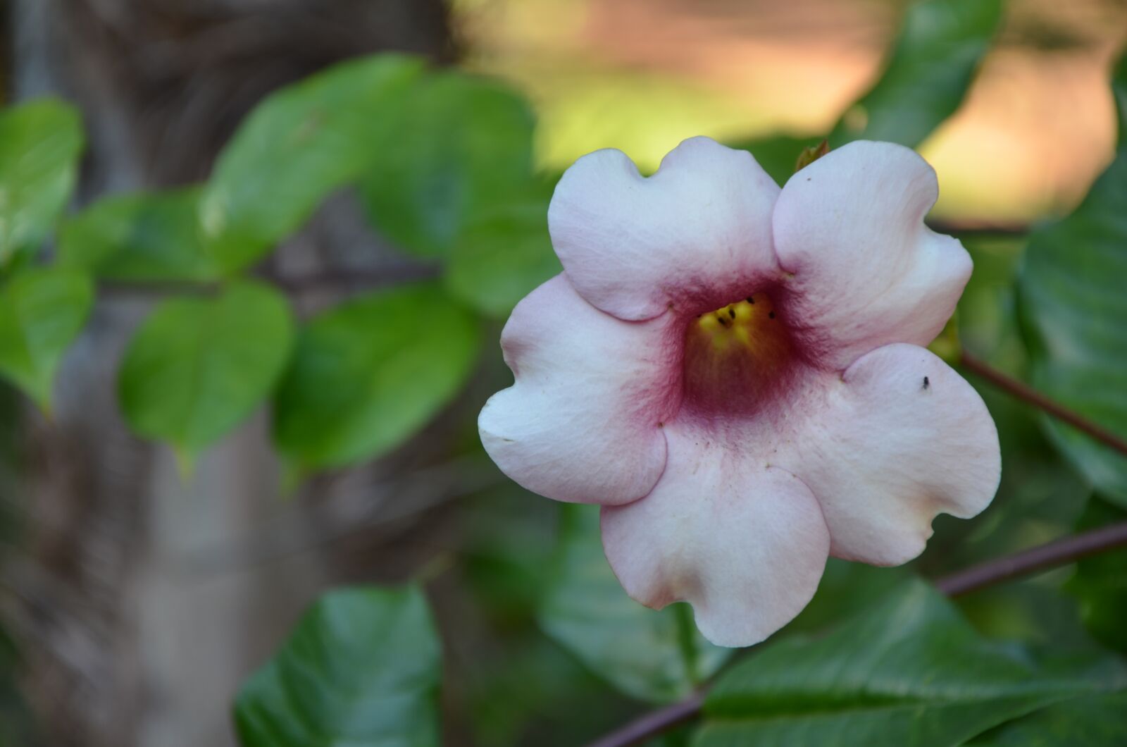 Nikon D7000 sample photo. Flower, fly, insect photography