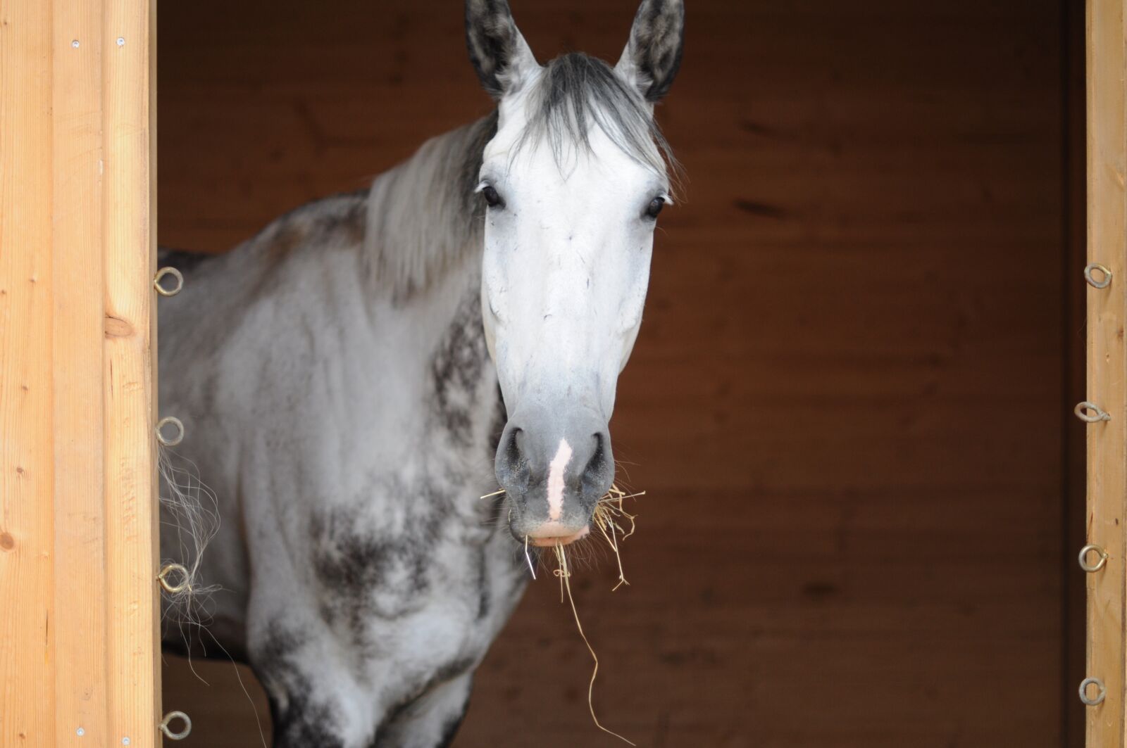 Nikon D90 sample photo. Horse, stall, animal photography
