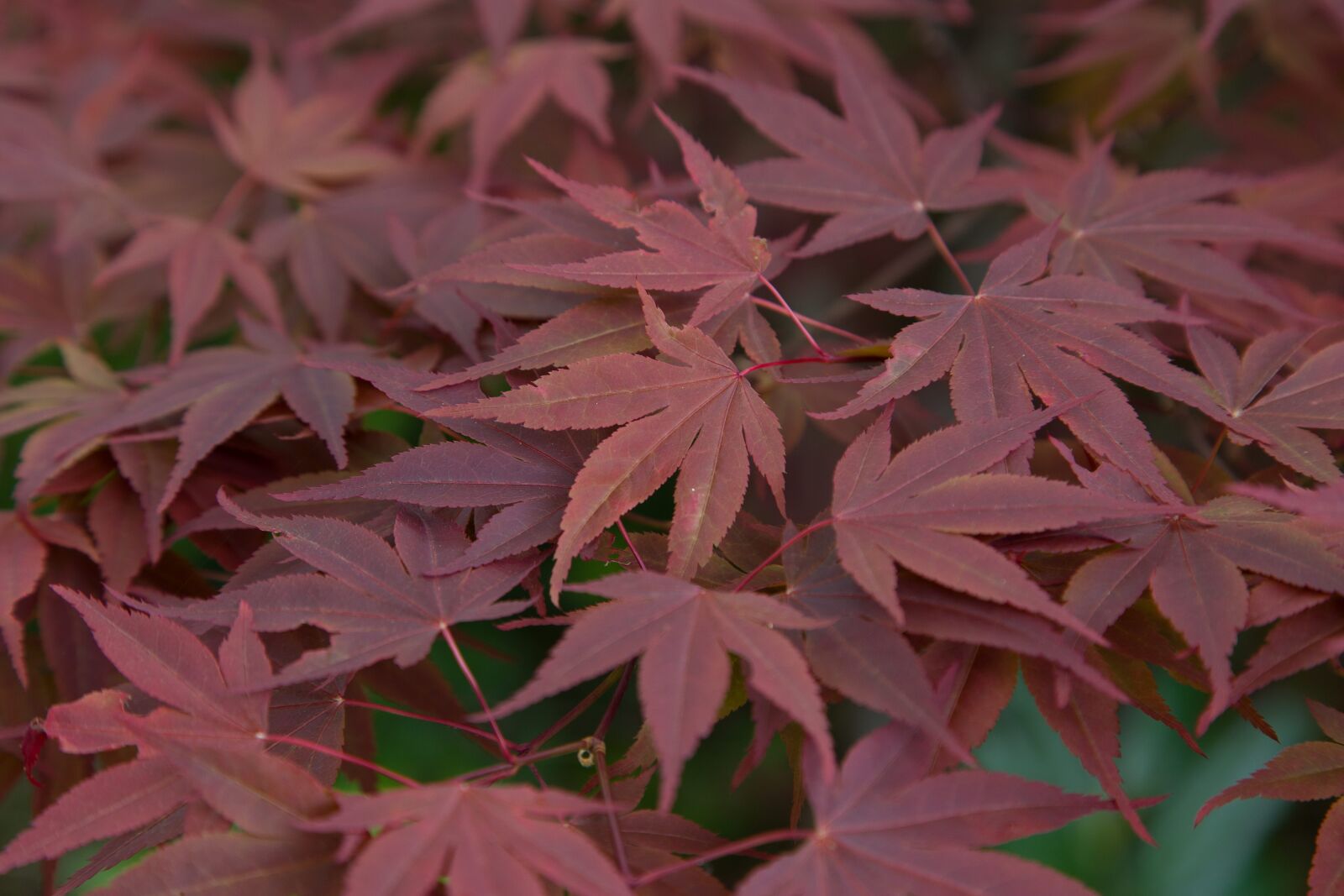 Canon EOS 6D + Canon EF 24-105mm F4L IS USM sample photo. Leaves, maple, red photography