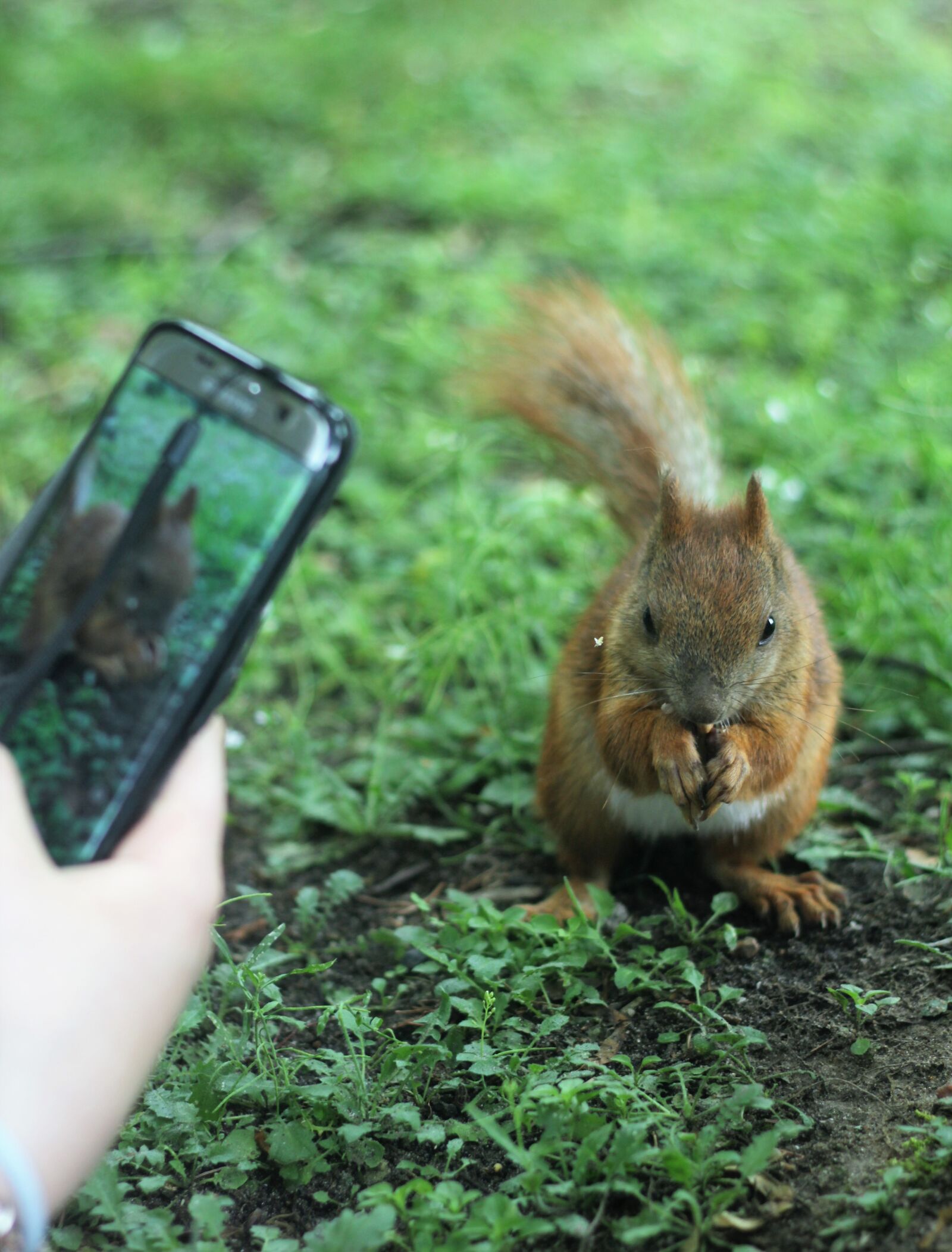 Canon EOS 600D (Rebel EOS T3i / EOS Kiss X5) + Canon EF 50mm F1.8 II sample photo. The squirrel, park, kita photography