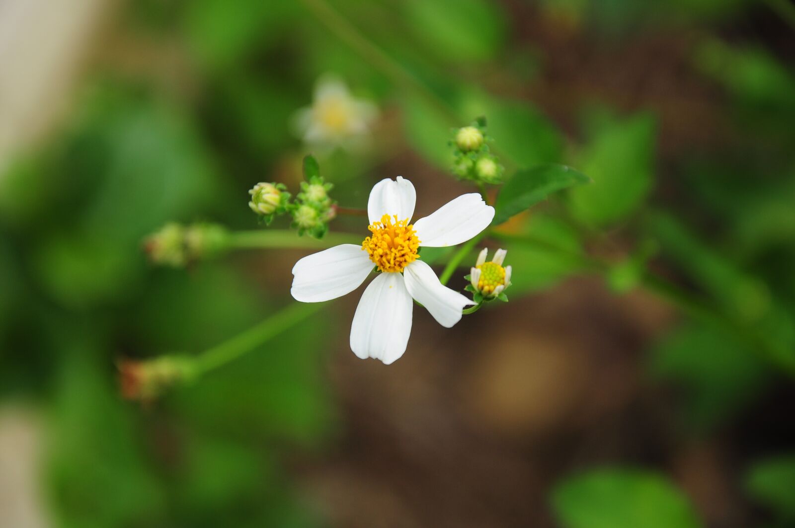 Nikon D90 sample photo. Flower, nature, inelegance photography