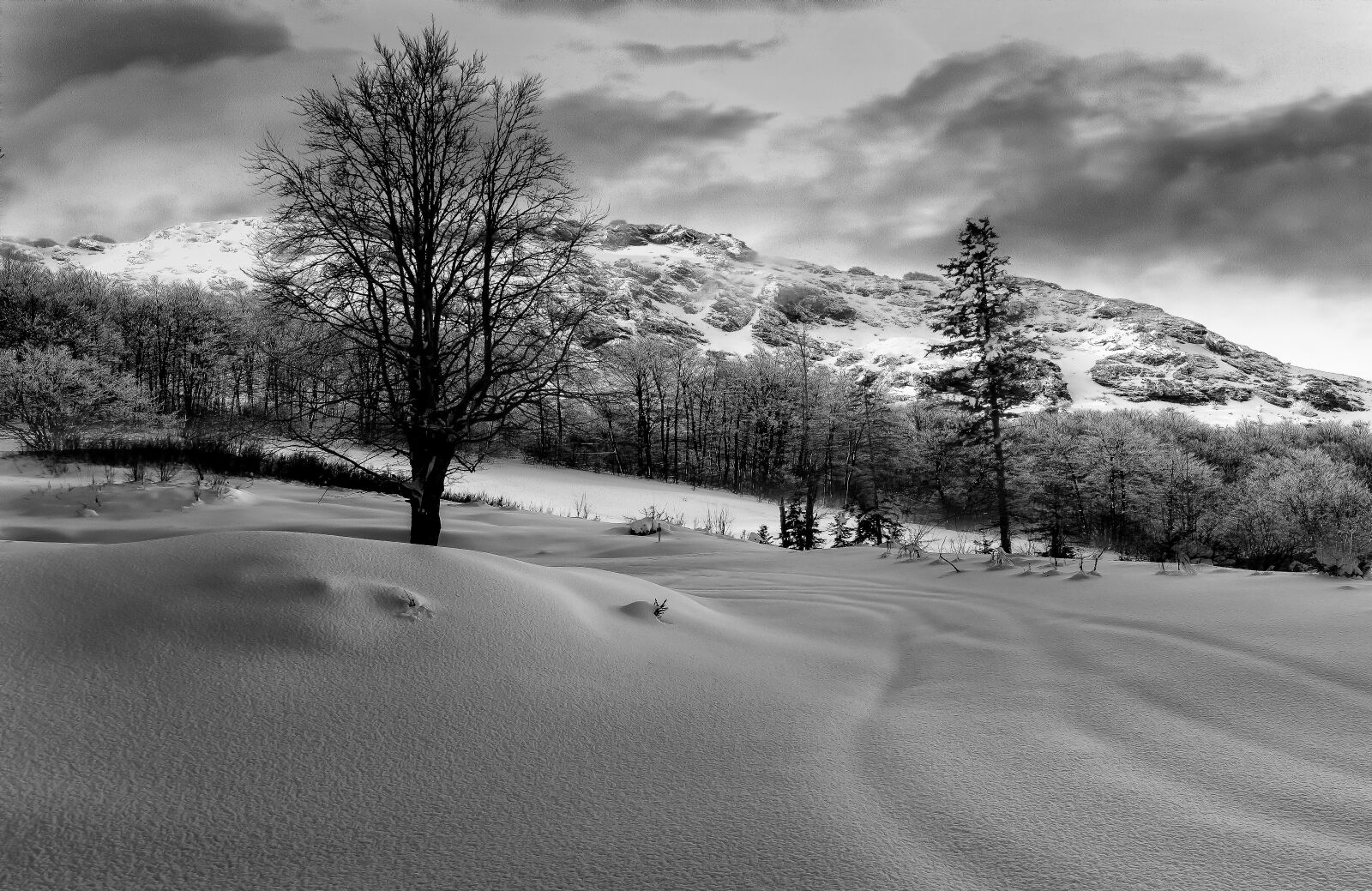 Tokina AT-X Pro 11-16mm F2.8 DX II sample photo. Winter, forest, wintry photography