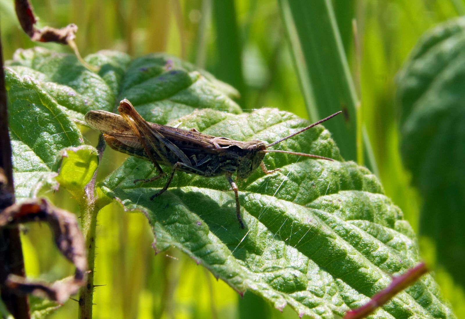 Pentax K-S2 sample photo. Grasshopper, cricket, konik photography