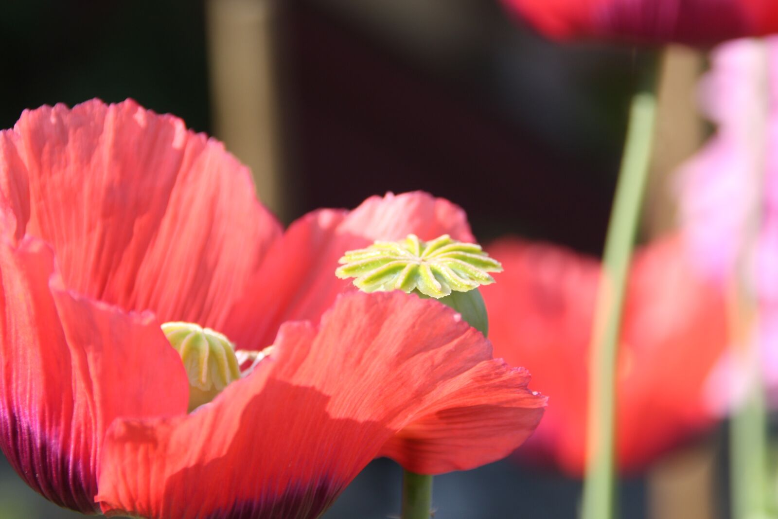 Canon EOS 450D (EOS Rebel XSi / EOS Kiss X2) sample photo. Poppy, flower, summer photography