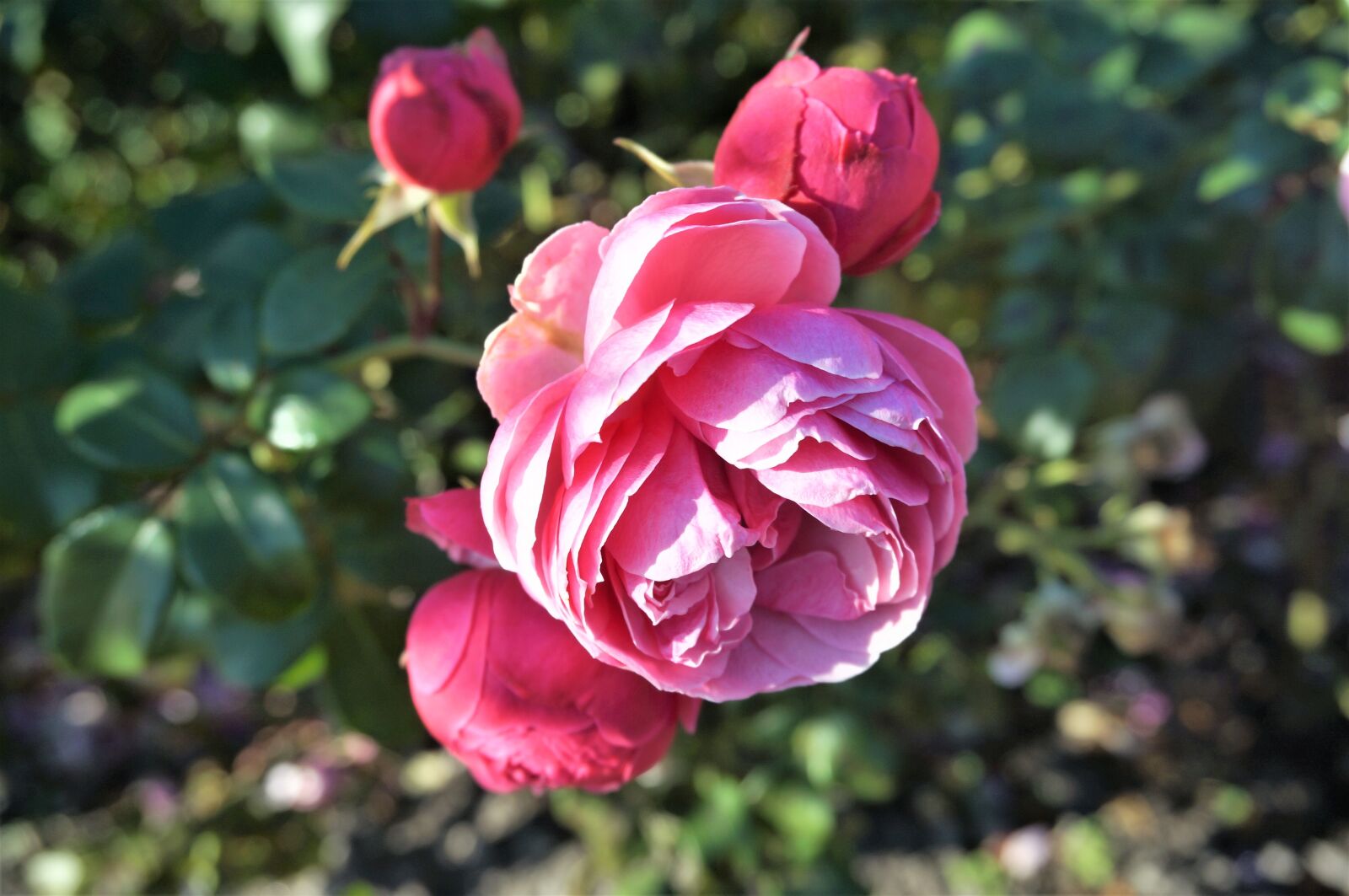 Sony Alpha NEX-5T sample photo. Rose, flower, pink photography