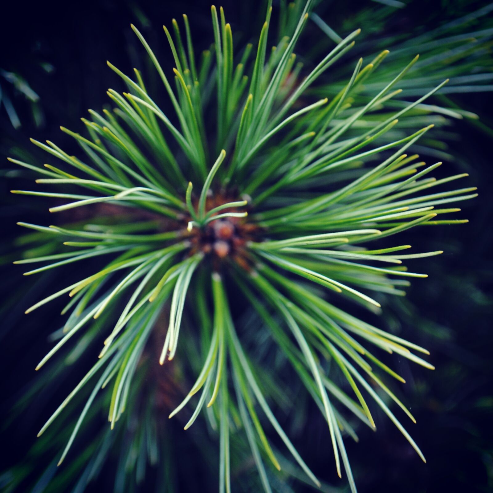 Nikon D3000 sample photo. Pine, tree, bright photography