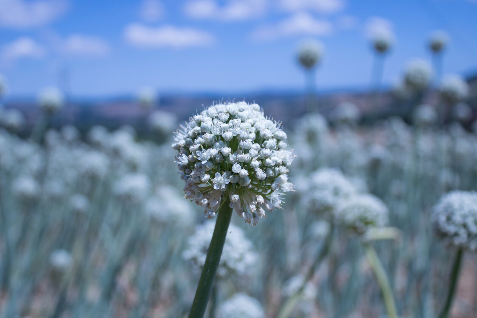 Canon EOS 1300D (EOS Rebel T6 / EOS Kiss X80) sample photo. Flower, onion, nature photography