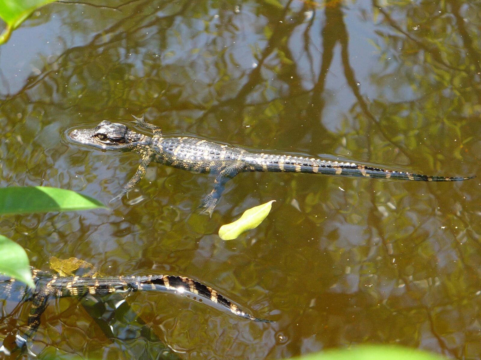 Panasonic DMC-LZ7 sample photo. Everglades, gator, baby photography