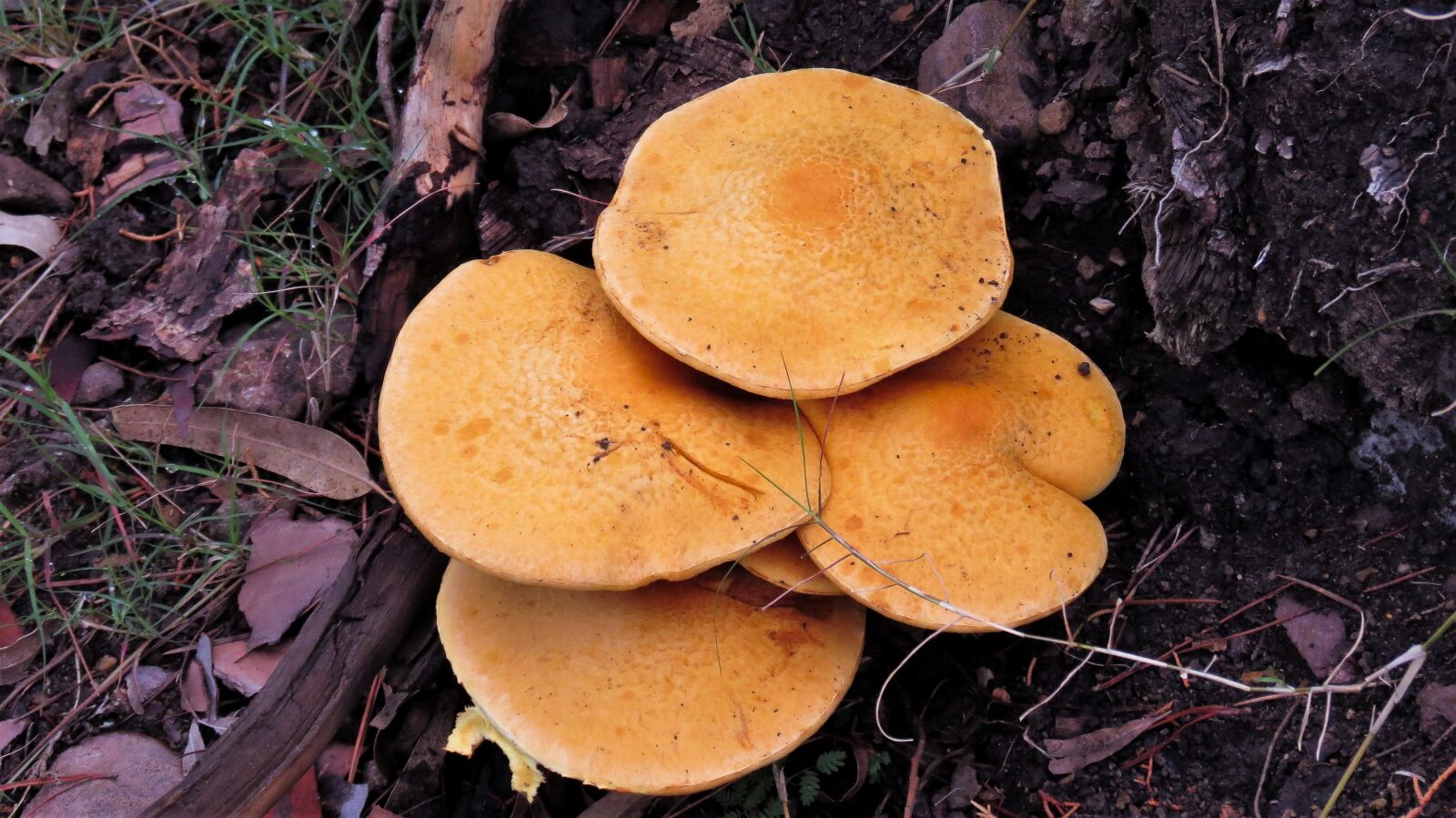 Canon PowerShot SX40 HS sample photo. Fungi, mushrooms, mushroom photography