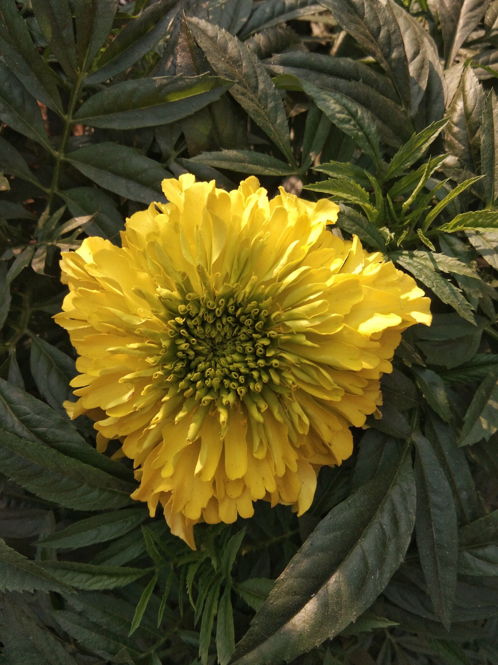 vivo Y65 sample photo. Yellow, flower, beautiful photography