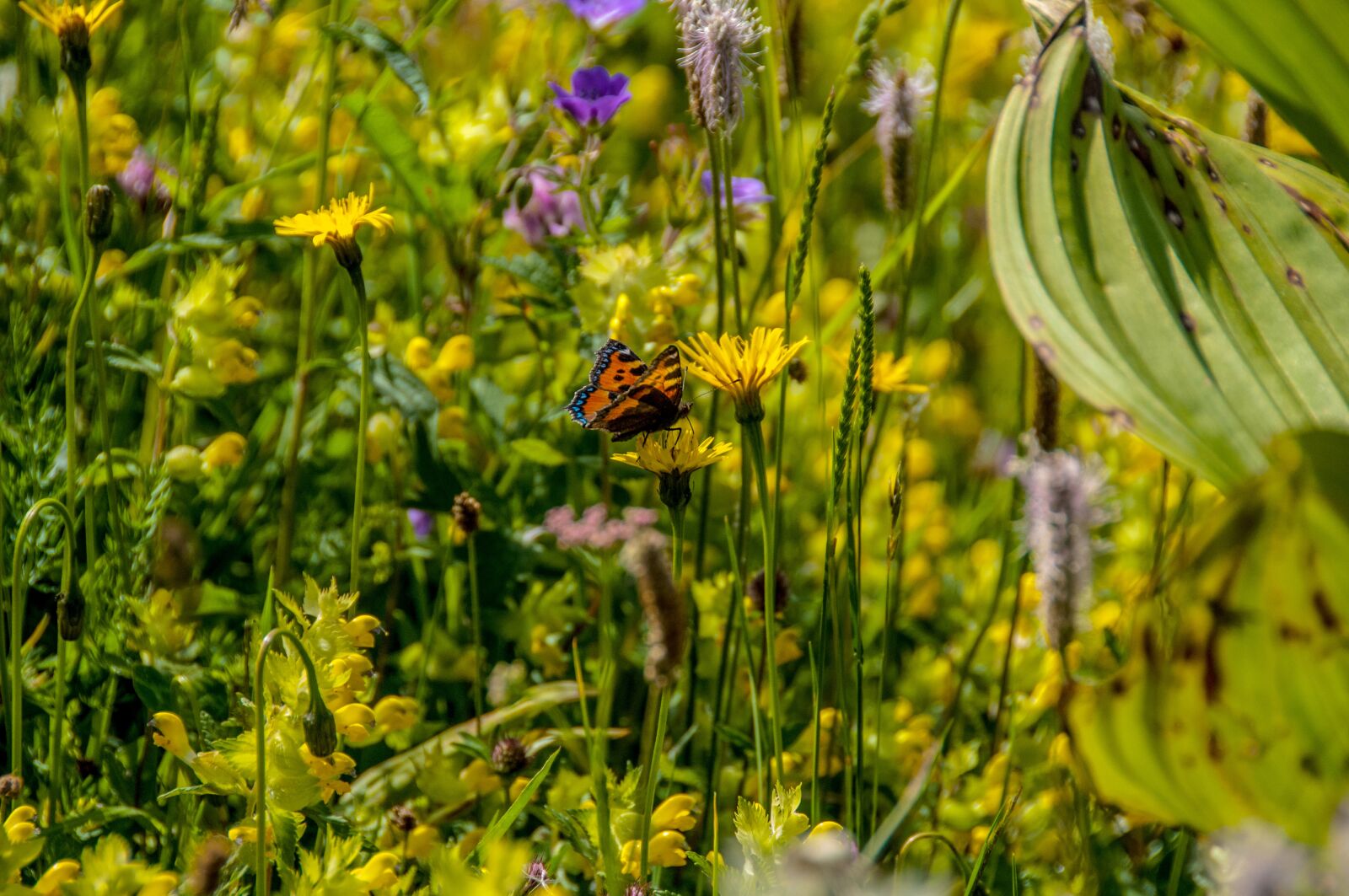 Nikon D300 sample photo. Meadow-usury flowers, summer, nature photography