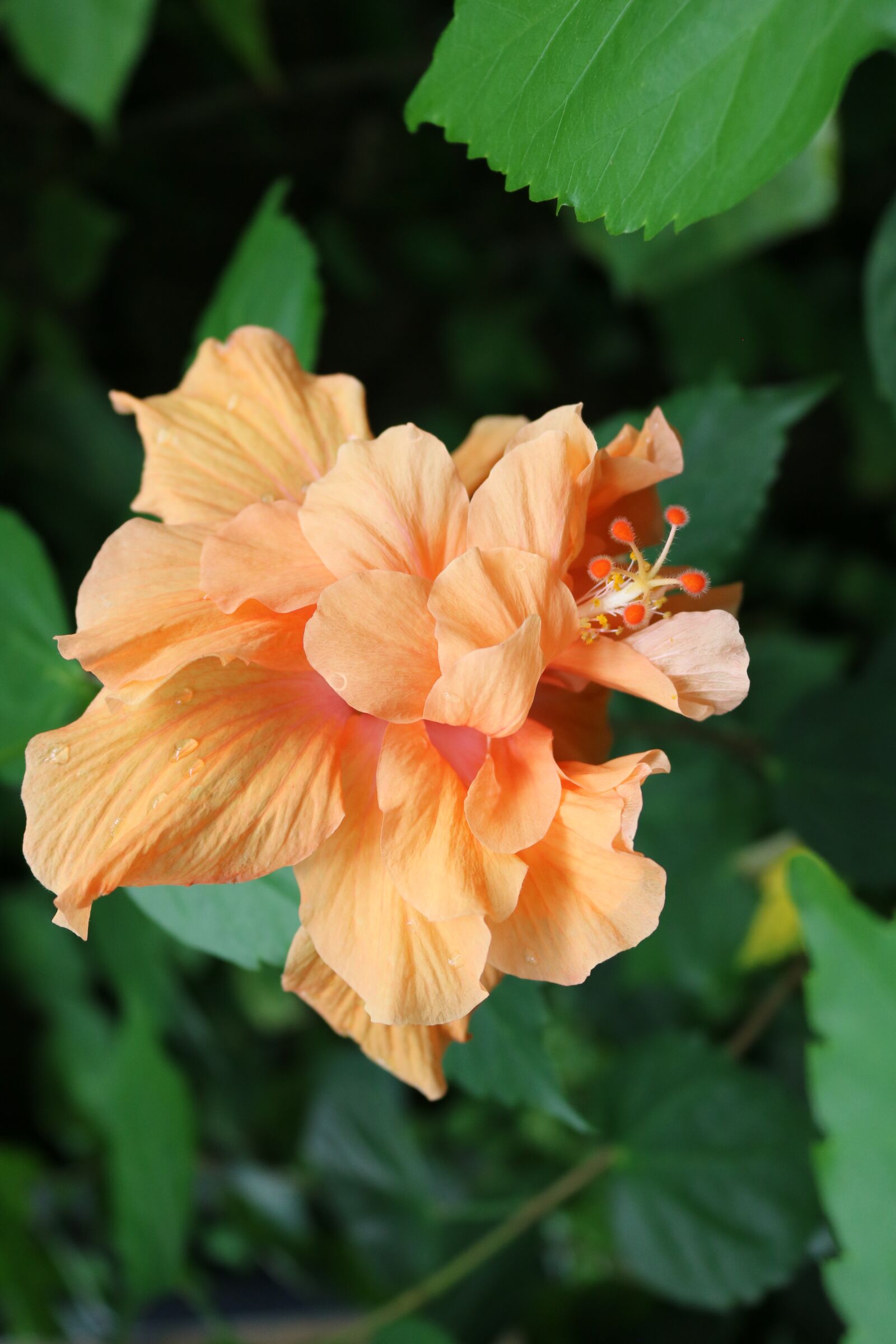 Canon EOS 750D (EOS Rebel T6i / EOS Kiss X8i) sample photo. Flower, orange, buds photography