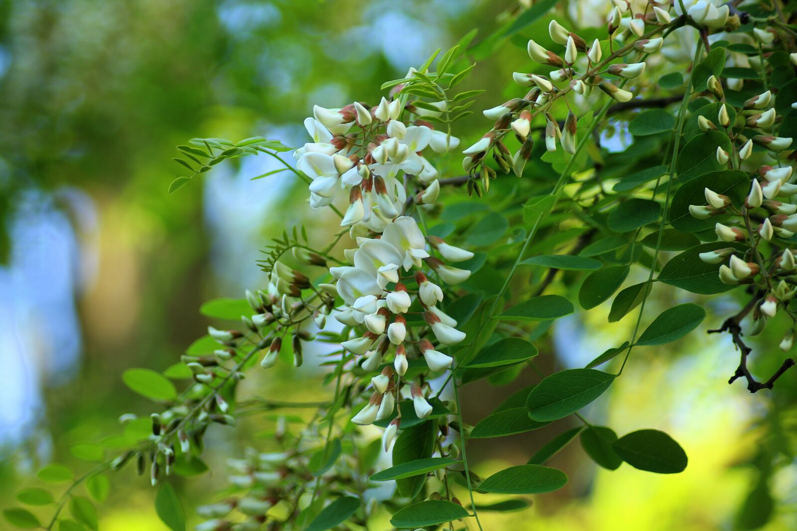 Canon EOS 1200D (EOS Rebel T5 / EOS Kiss X70 / EOS Hi) sample photo. Acacia, flowering, tree photography