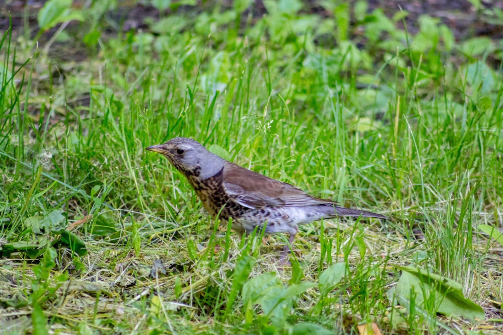 Canon EOS 100D (EOS Rebel SL1 / EOS Kiss X7) sample photo. A fieldfare, thrush, bird photography