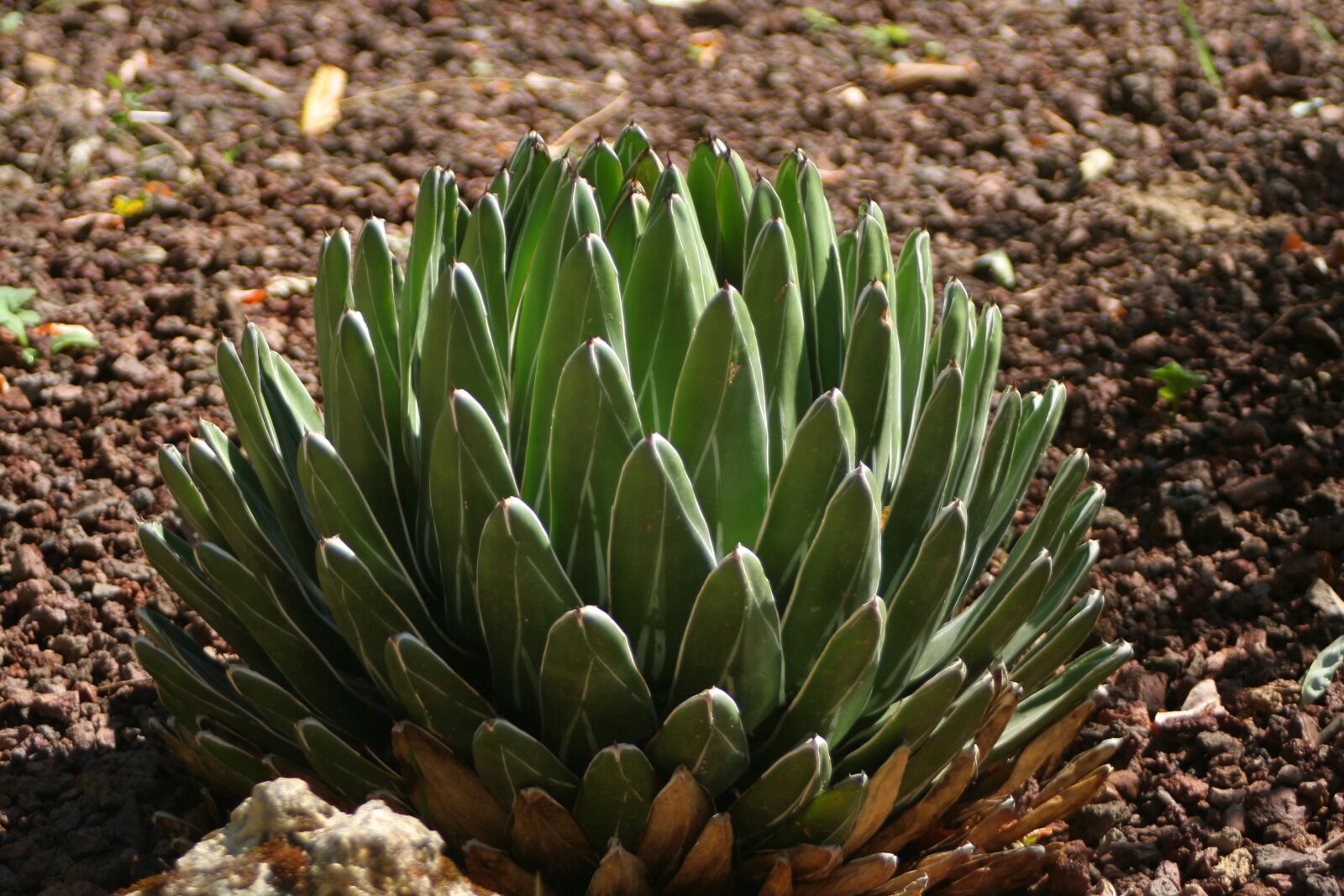 Canon EOS 350D (EOS Digital Rebel XT / EOS Kiss Digital N) sample photo. Agave, gardens, plants photography