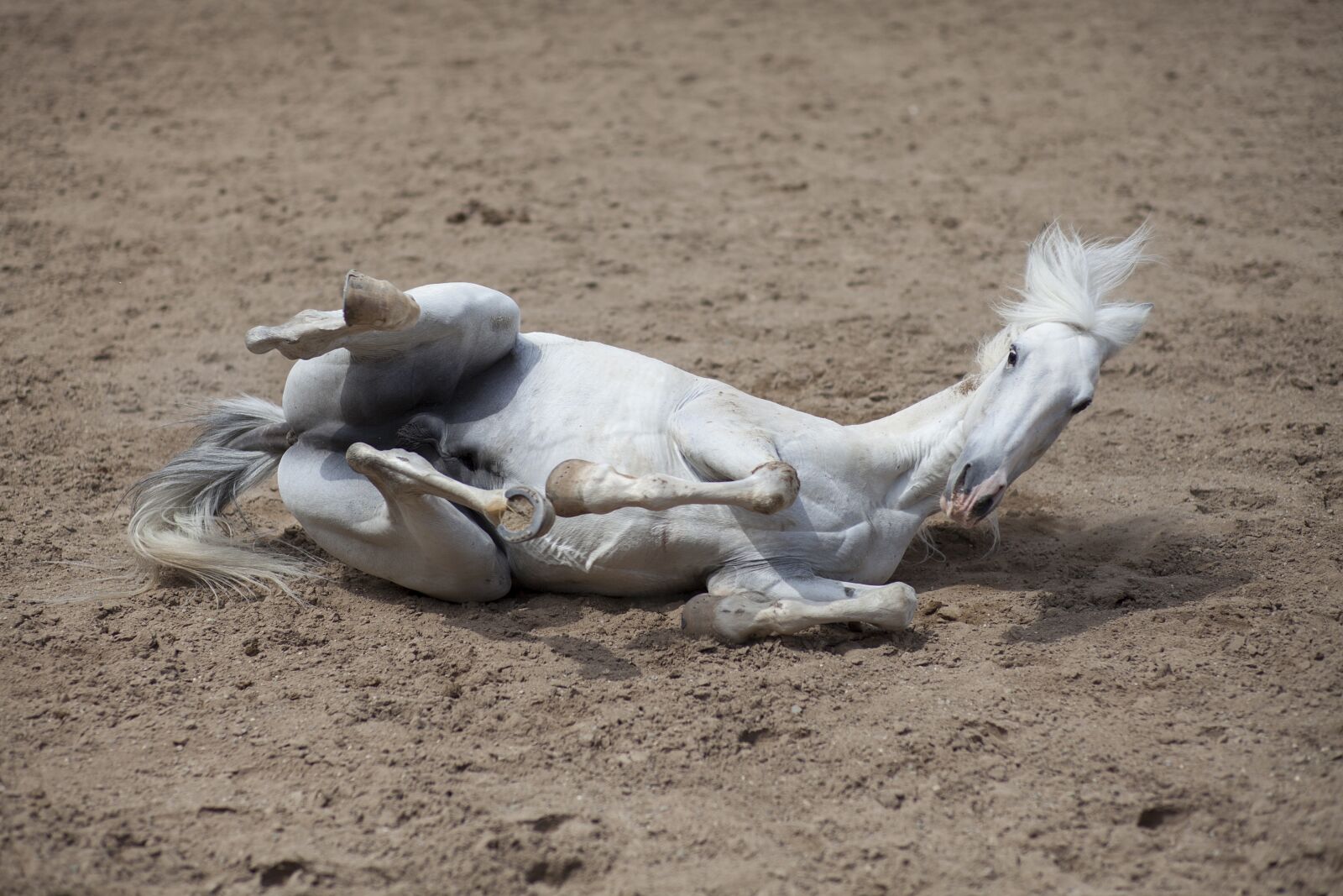 ZEISS Planar T* 85mm F1.4 sample photo. Horse, animal, portrait photography