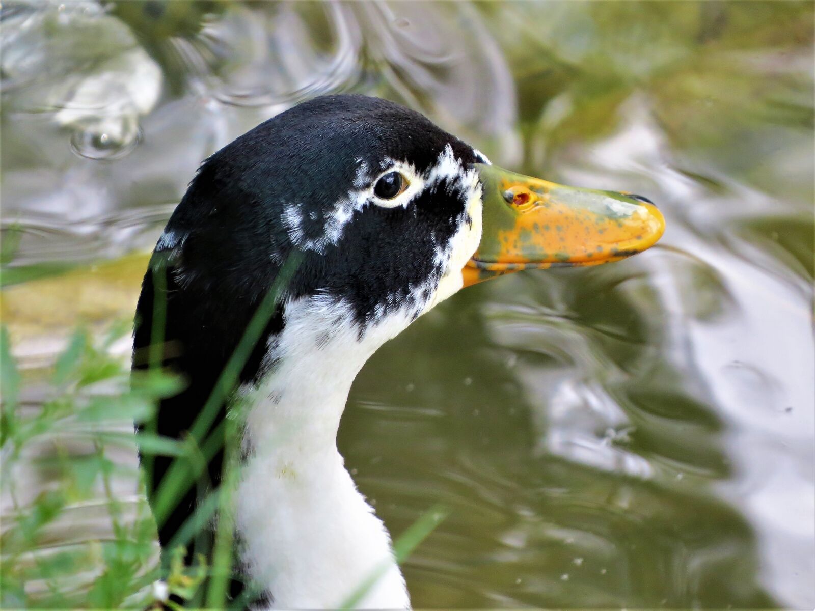 Canon PowerShot SX50 HS sample photo. Duck, water fowl, close photography