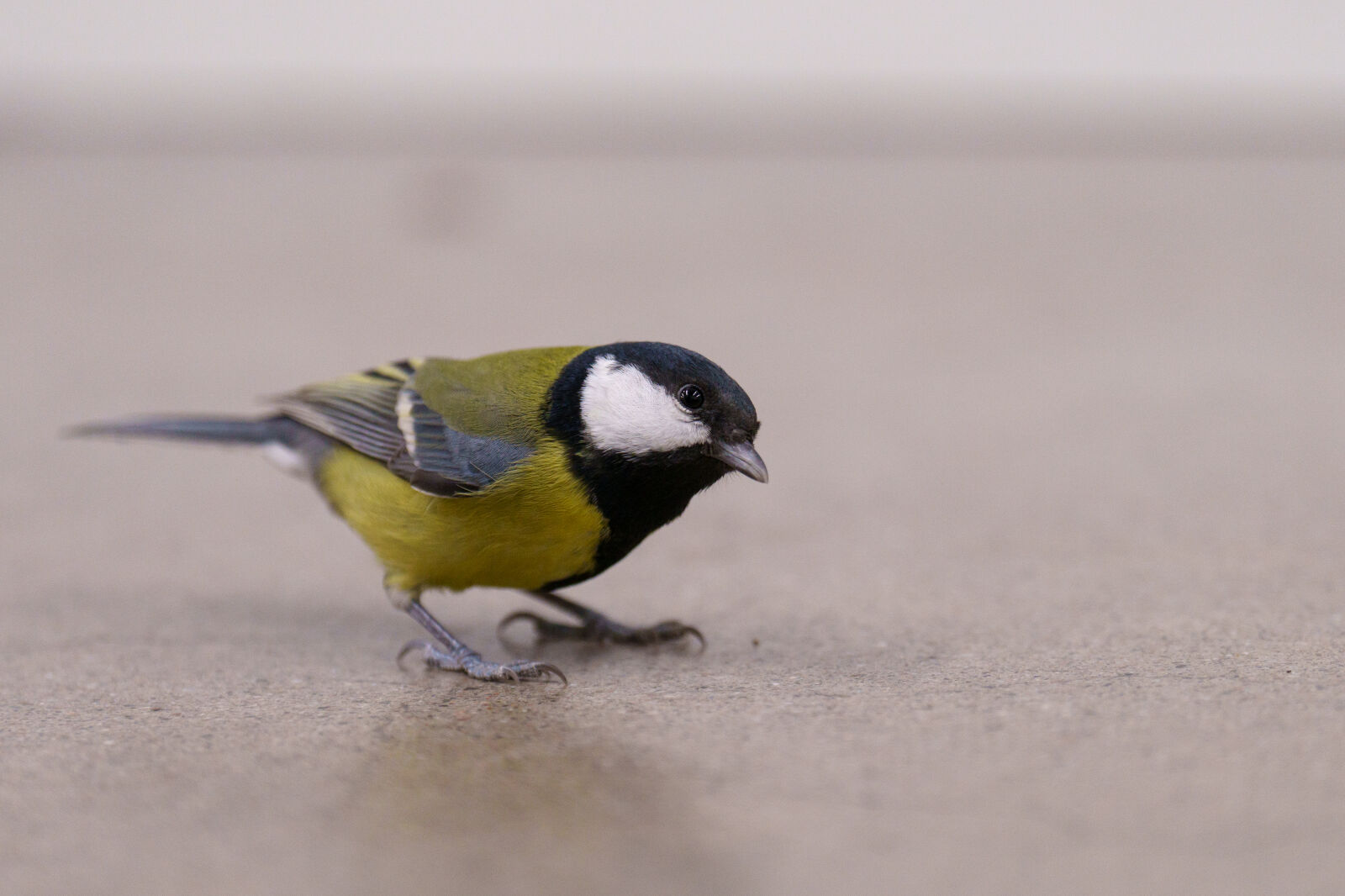 Sony a7R V sample photo. Indoor great tit photography