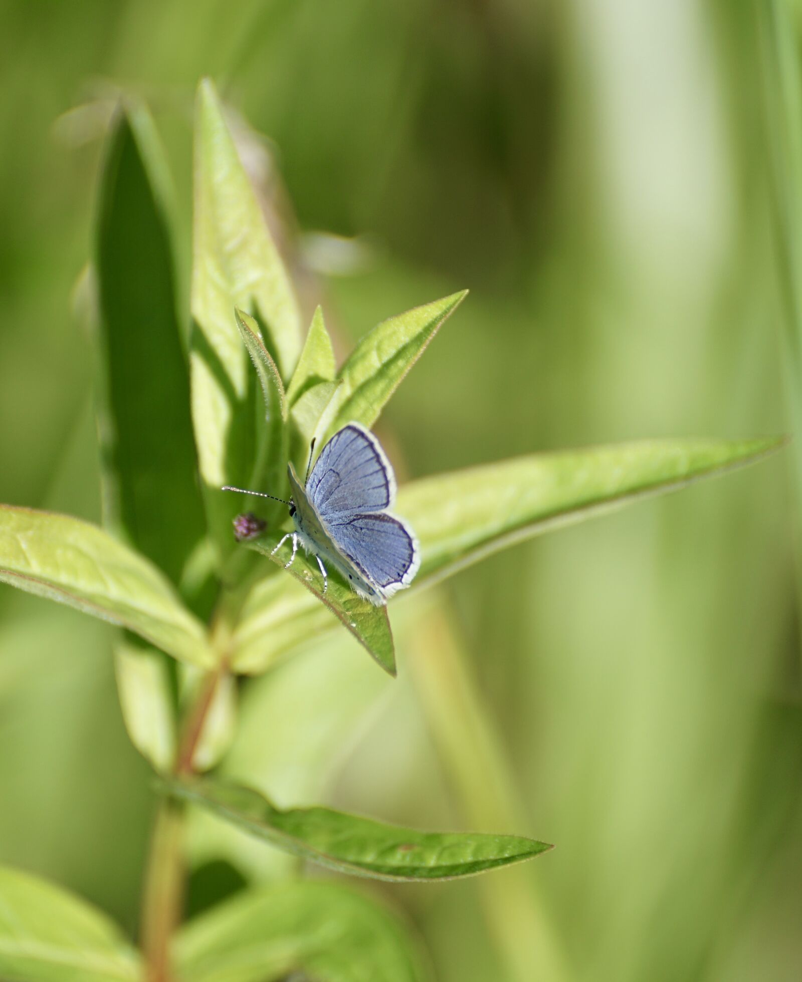 Sony DT 55-300mm F4.5-5.6 SAM sample photo. Common blue, butterfly, common photography