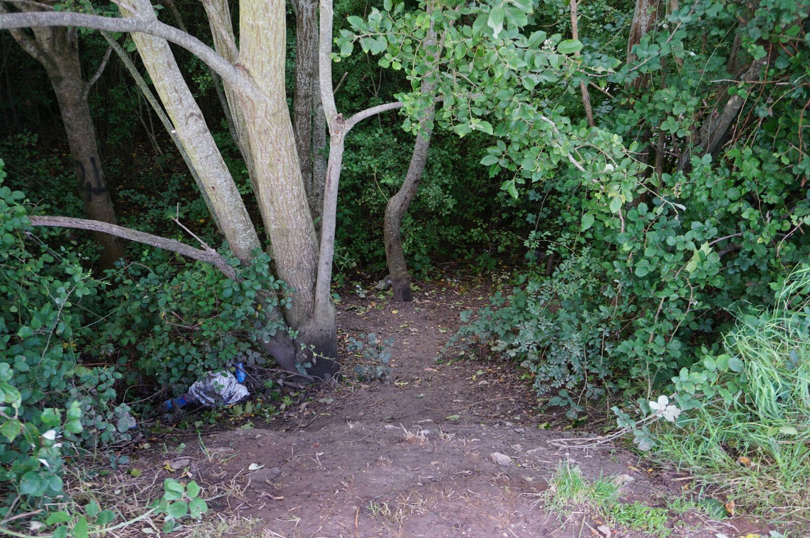 Sony a6000 sample photo. Woods, green, soil photography