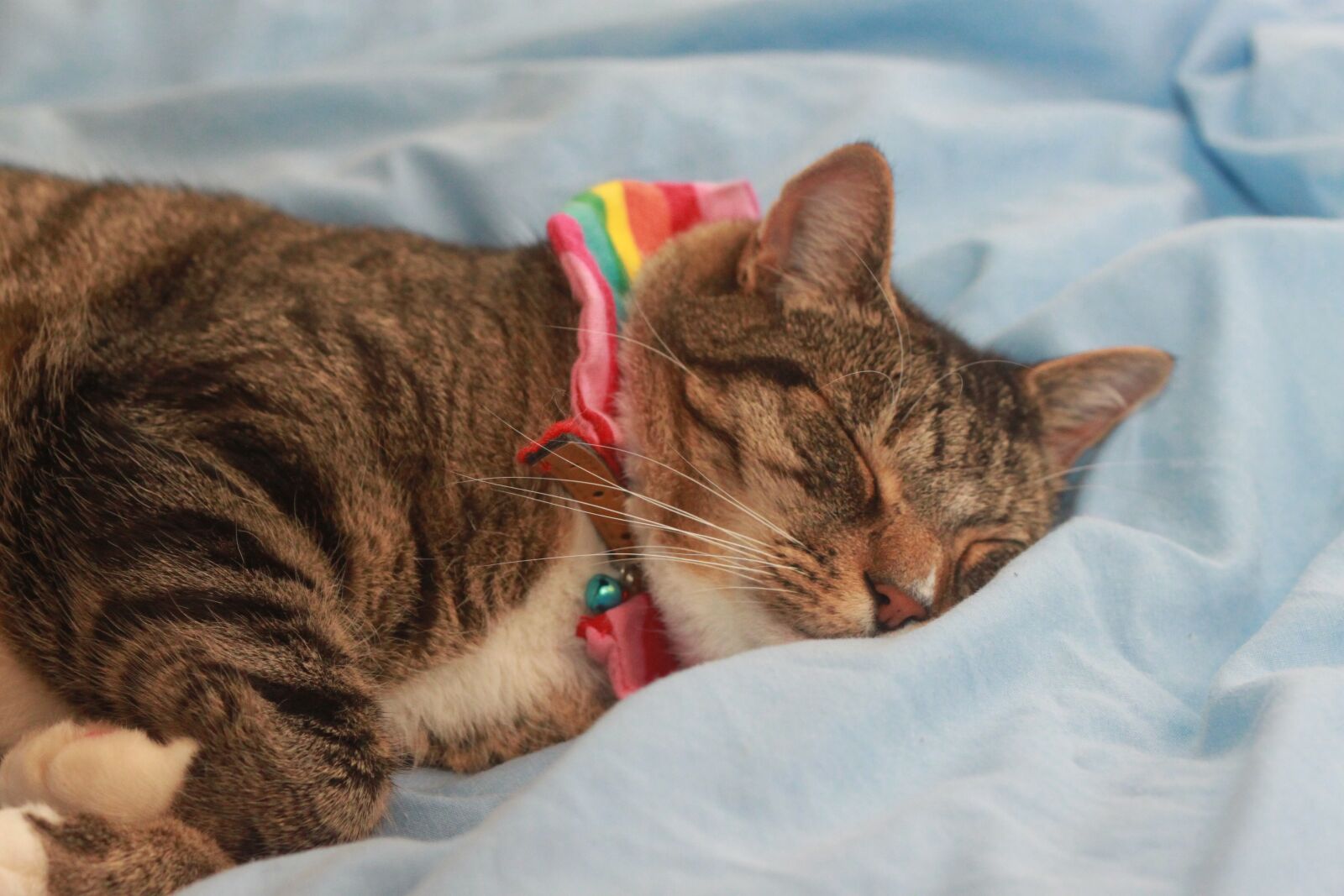 Canon EOS 500D (EOS Rebel T1i / EOS Kiss X3) sample photo. Cat, tabby, rainbow photography