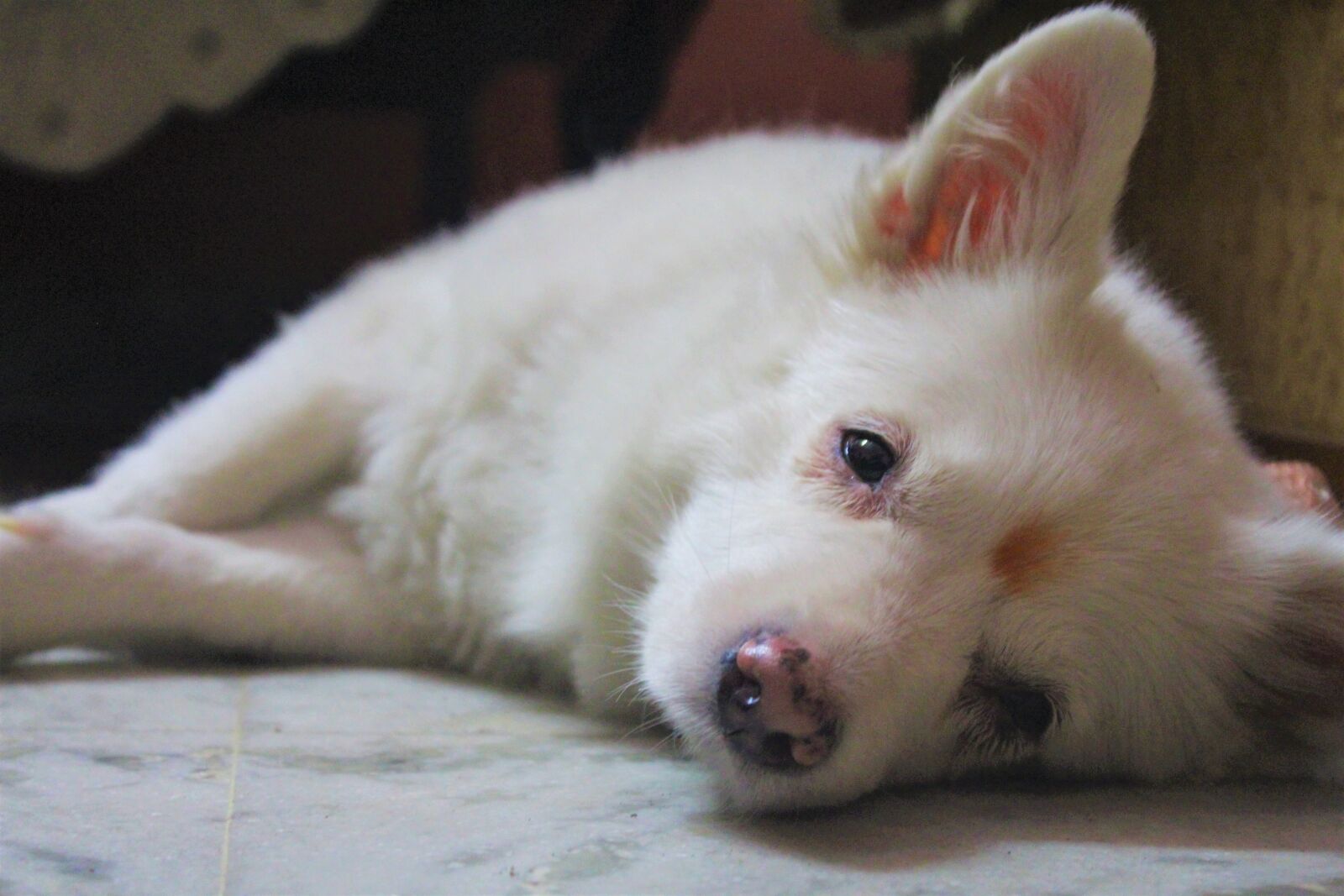Canon EOS 1200D (EOS Rebel T5 / EOS Kiss X70 / EOS Hi) sample photo. Dog, bitch, animal photography