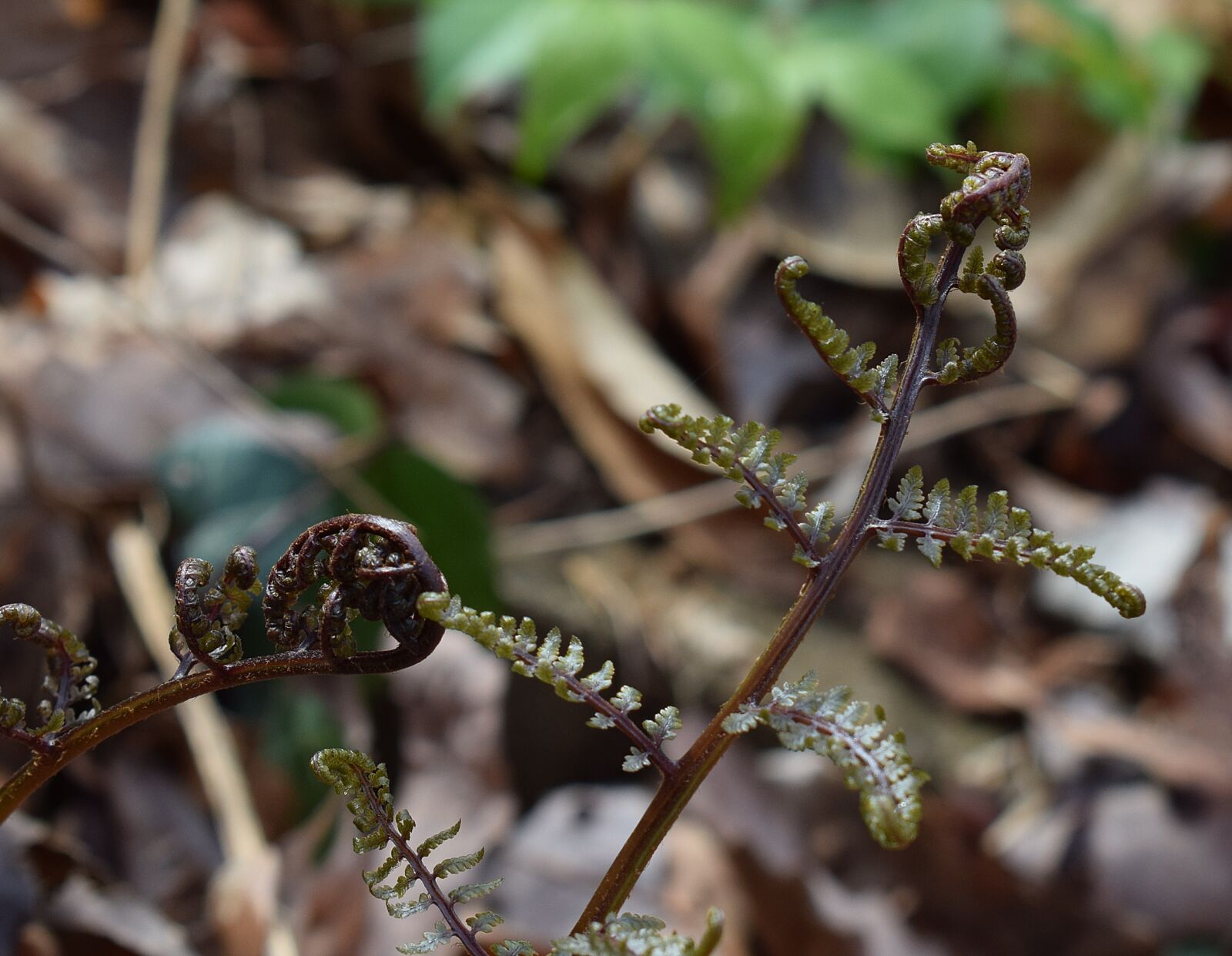 Nikon D3300 sample photo. Ferns unfurling, ferns, plant photography