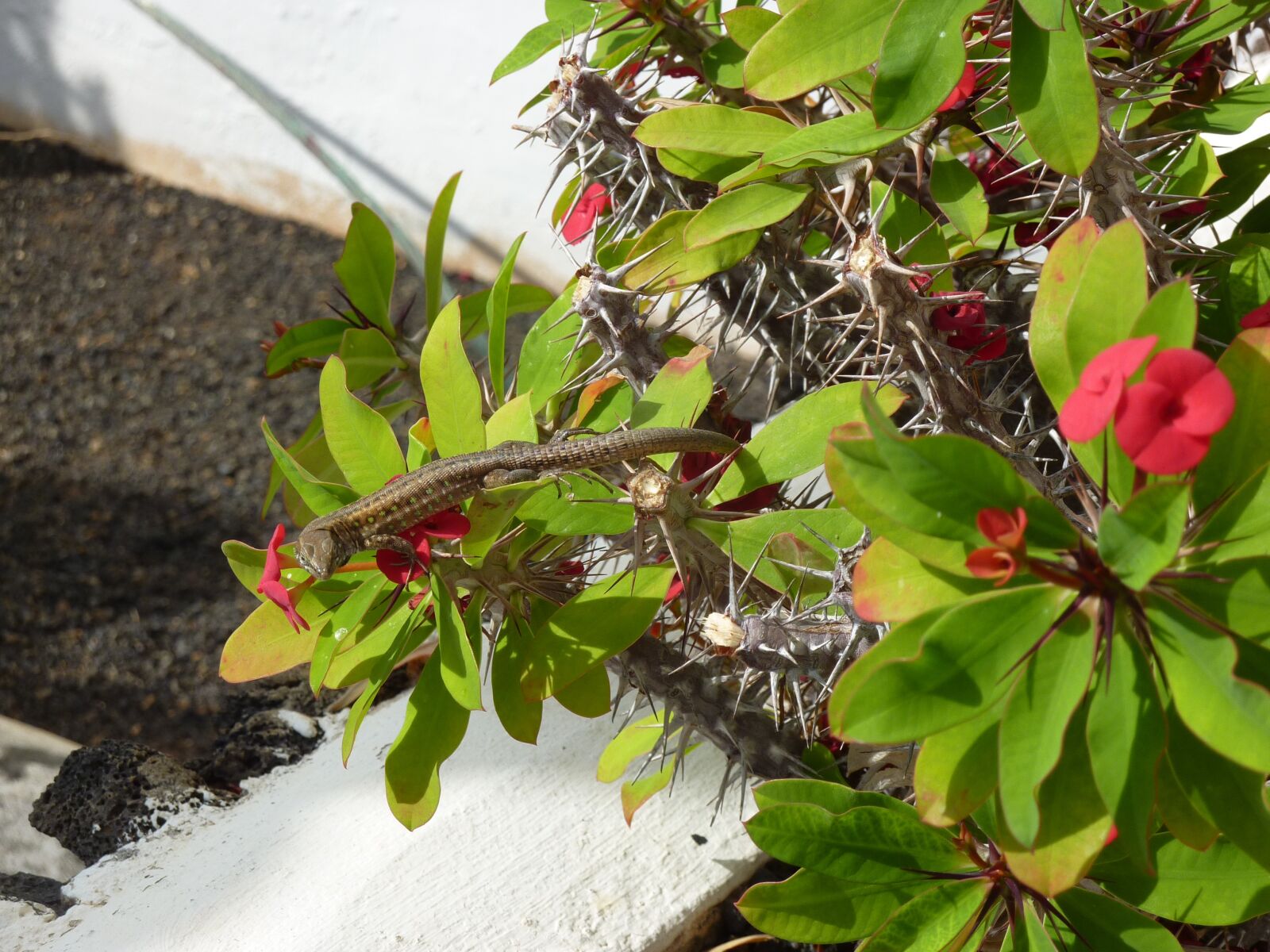 Panasonic DMC-TZ7 sample photo. Lanzarote, cactus, blossom photography