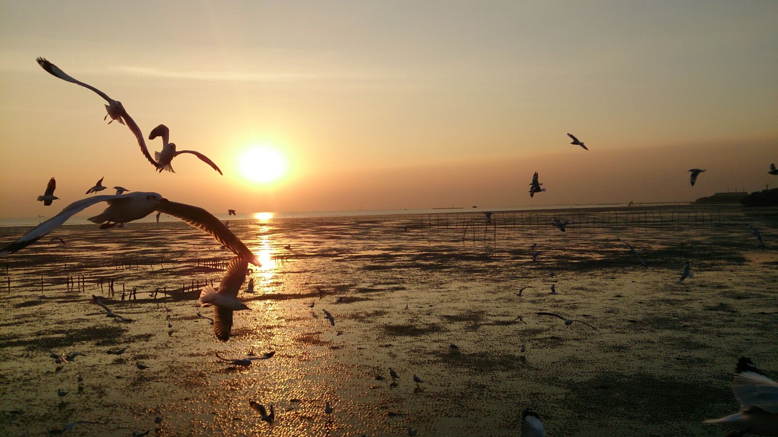Sony Xperia Z sample photo. Birds, gulls, samut prakan photography