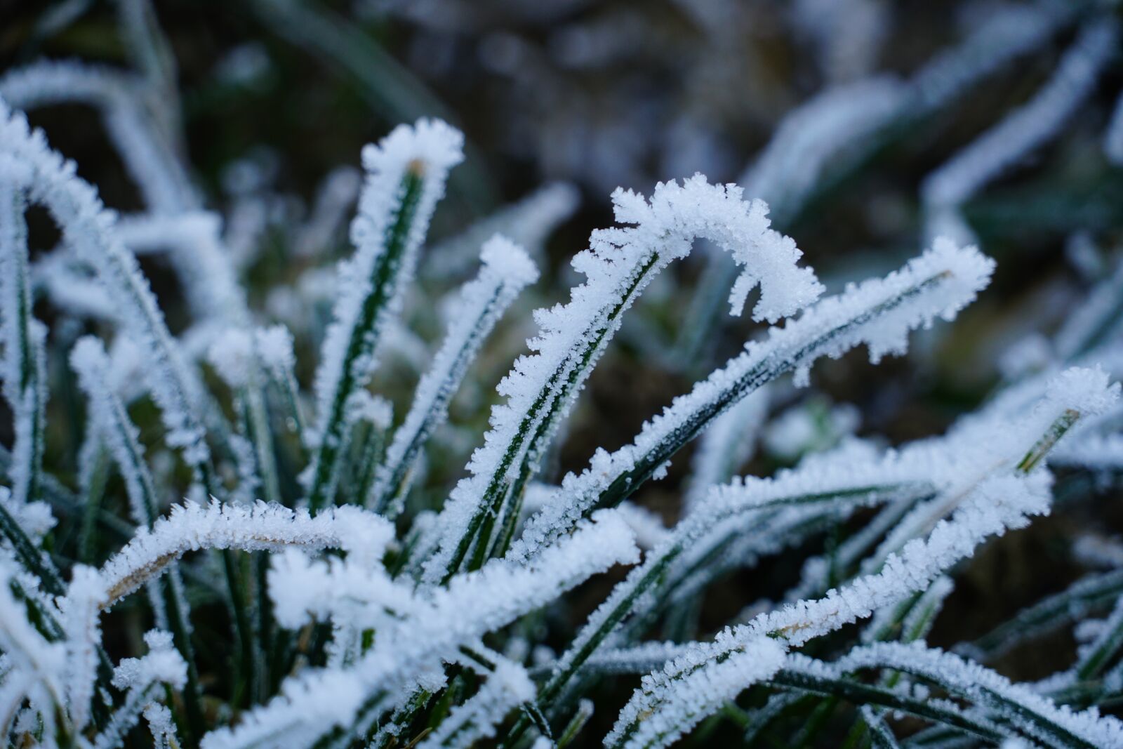 Sony a7R II + Sony FE 24-240mm F3.5-6.3 OSS sample photo. Blades of grass, hoarfrost photography
