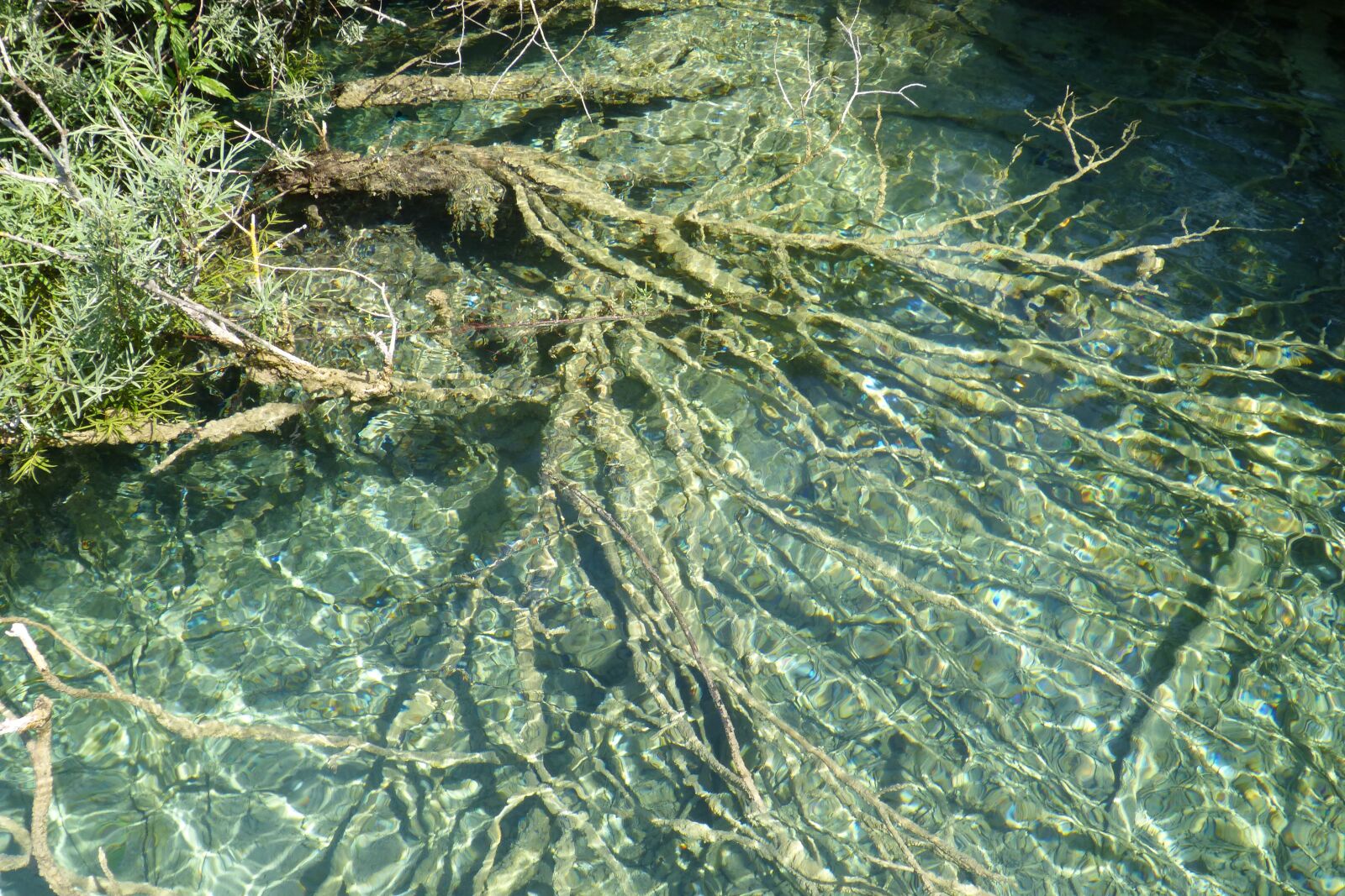 Panasonic DMC-FZ62 sample photo. Root, roots, underwater photography