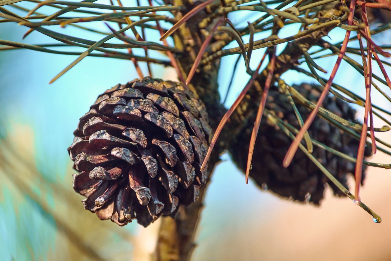 Canon EOS 1100D (EOS Rebel T3 / EOS Kiss X50) sample photo. Pine cones, pine, conifer photography