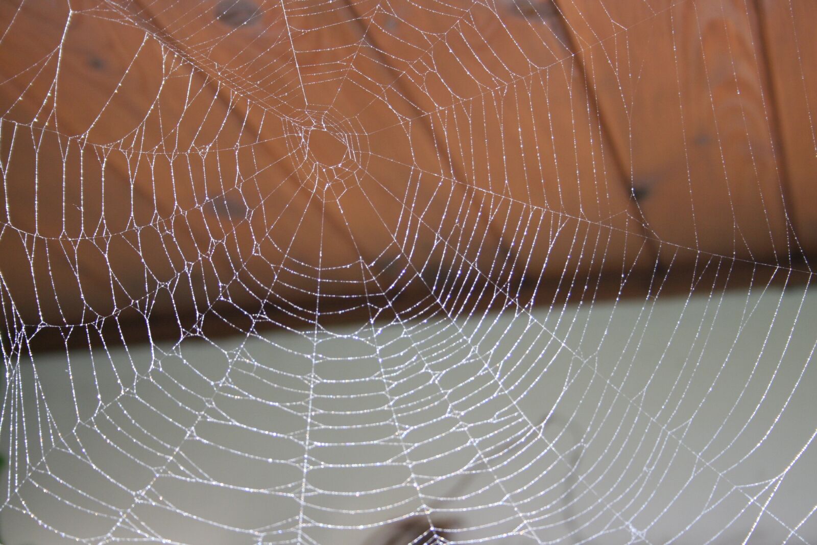 Canon EOS 350D (EOS Digital Rebel XT / EOS Kiss Digital N) sample photo. Spider, network, fork photography