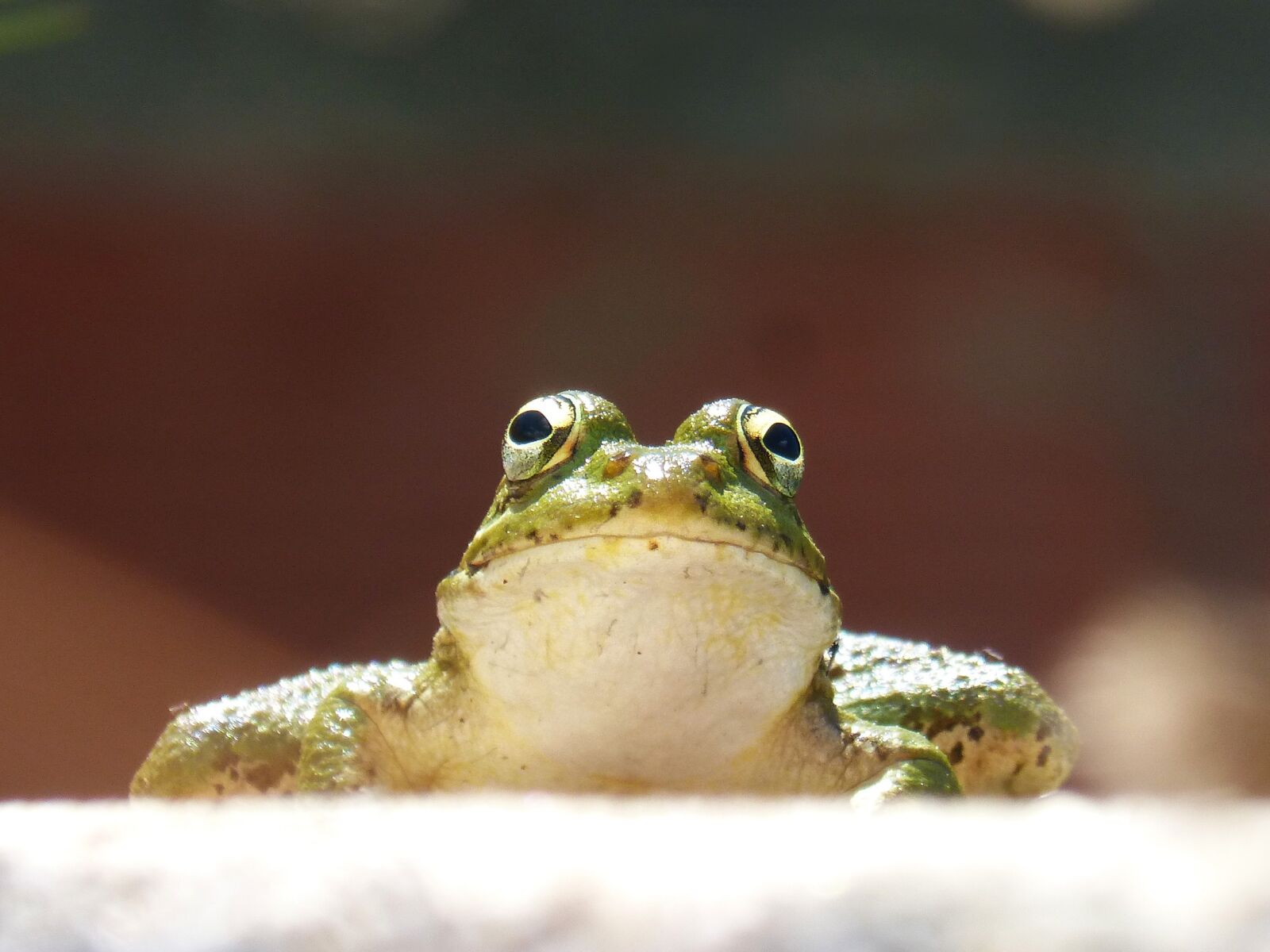Panasonic DMC-FZ62 sample photo. Frog, front view, lookout photography