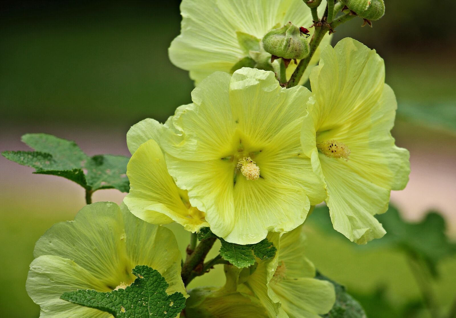 Canon EOS 550D (EOS Rebel T2i / EOS Kiss X4) sample photo. Stock rose, hollyhock, garden photography