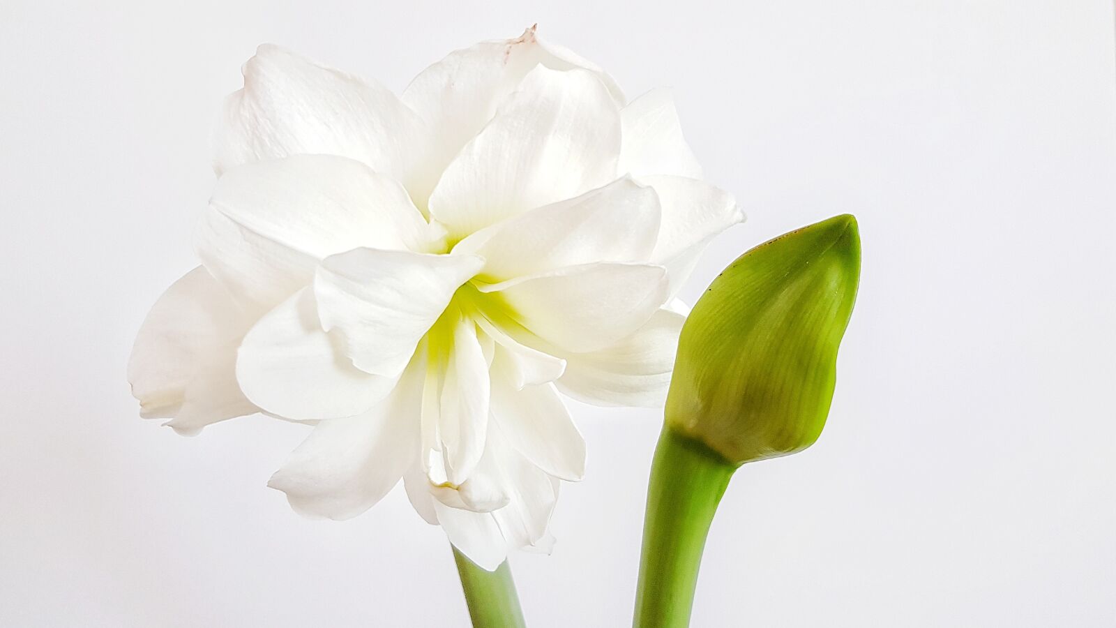Samsung Galaxy S8+ sample photo. Flower, hippeastrum, bud photography