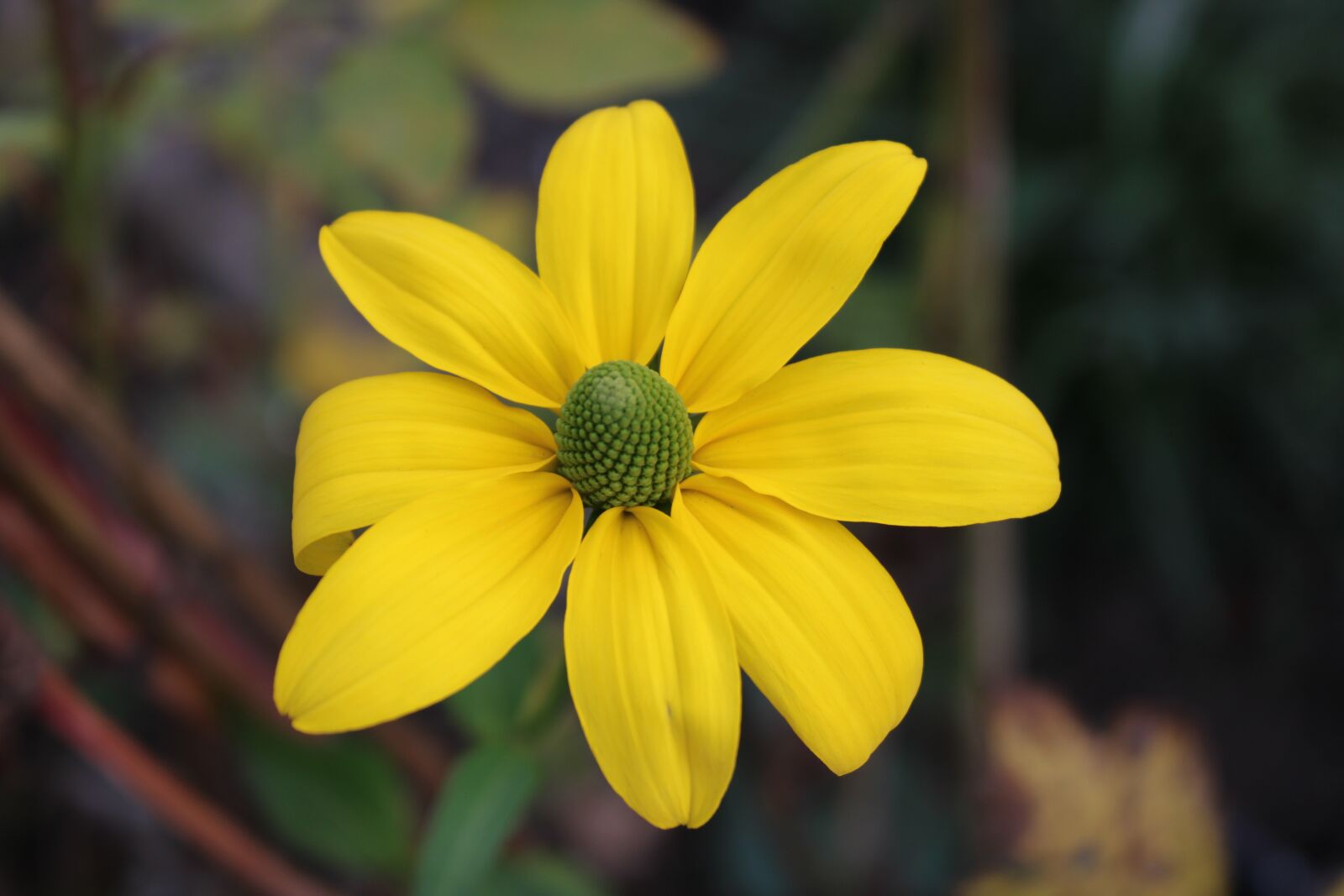 Canon EOS 2000D (EOS Rebel T7 / EOS Kiss X90 / EOS 1500D) sample photo. Flower, autumn, macro photography