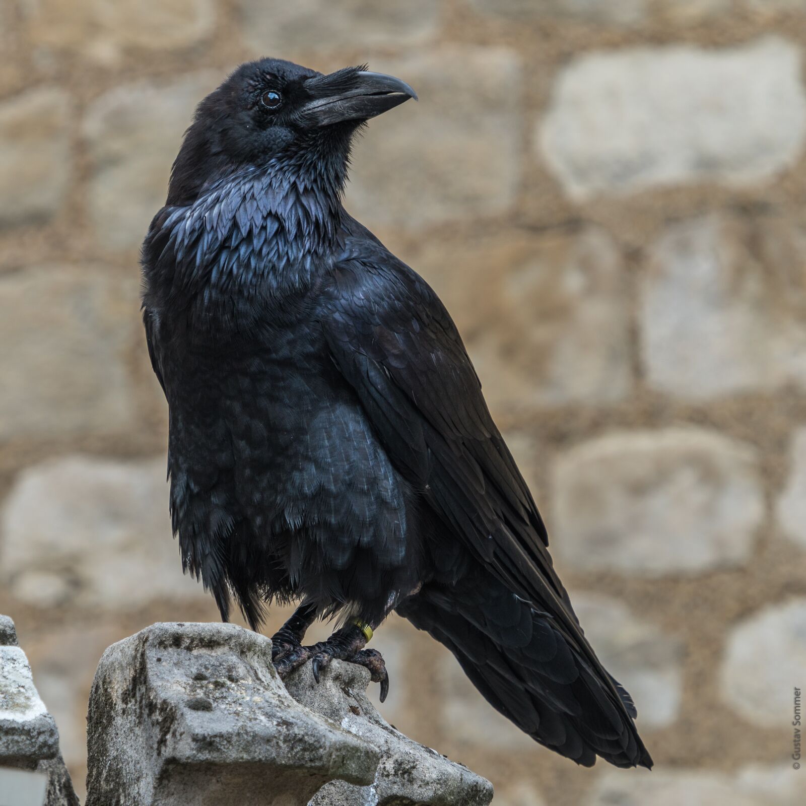 Sony FE 70-300mm F4.5-5.6 G OSS sample photo. Raven, tower of london photography