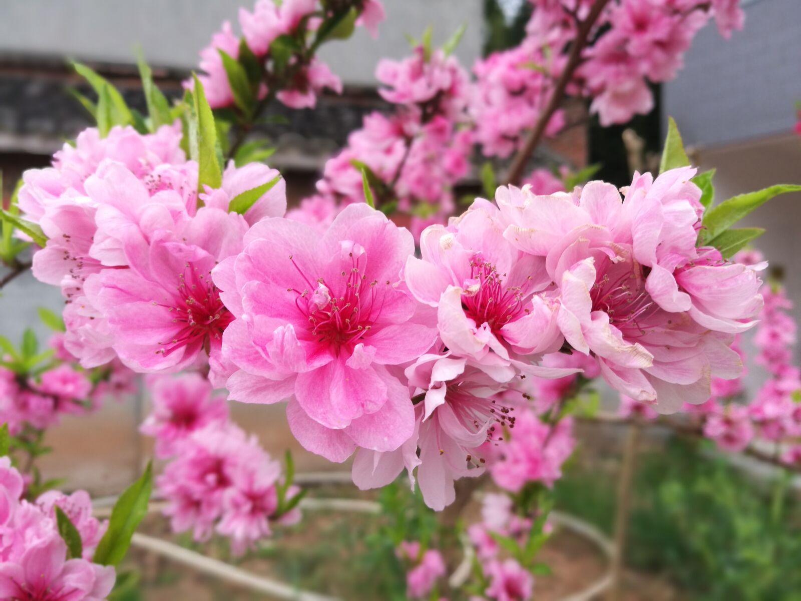 HUAWEI P9 sample photo. Peach blossom, plant, flowers photography