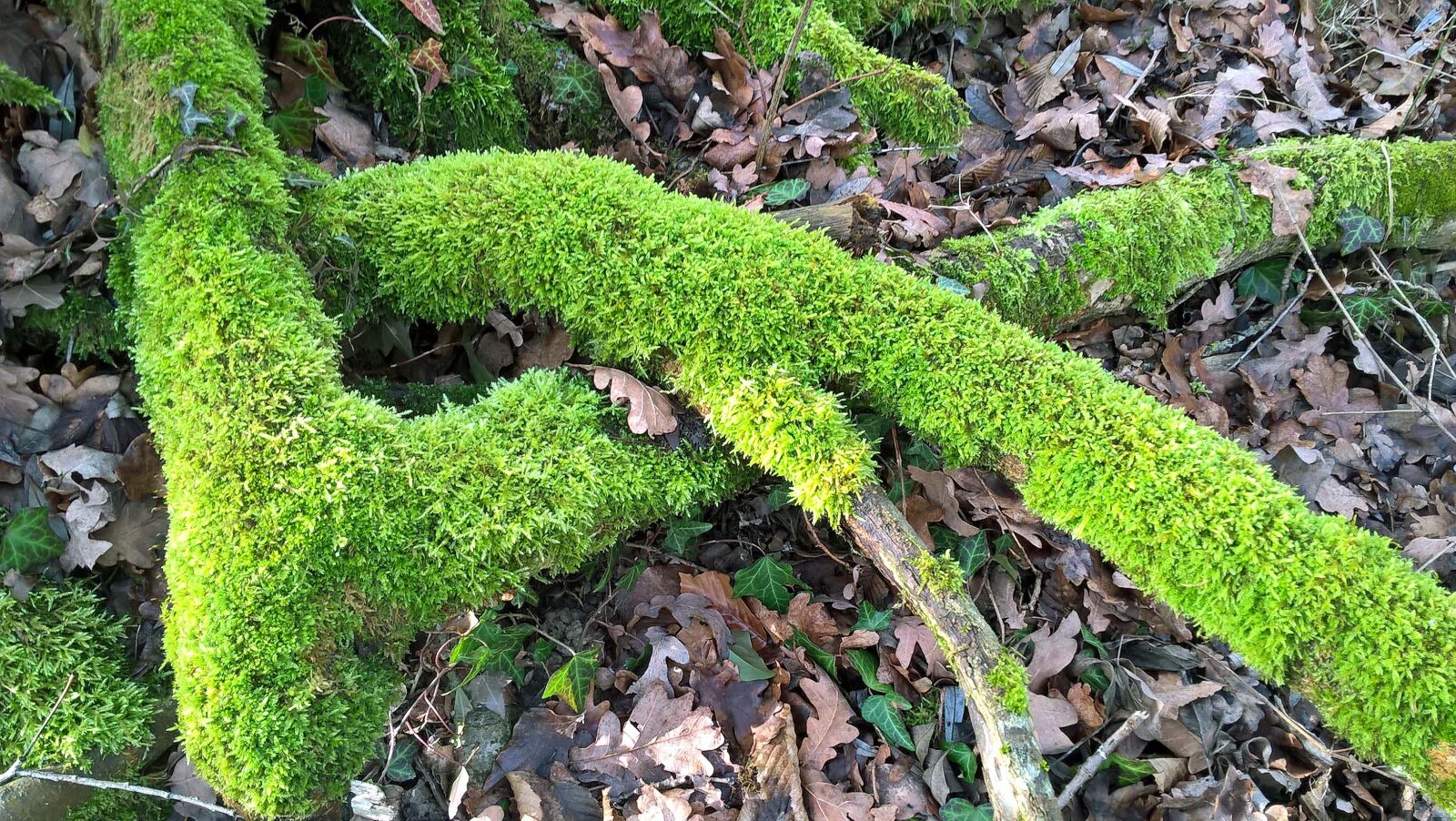 Microsoft Lumia 640 LTE sample photo. Moss, nature, forest photography