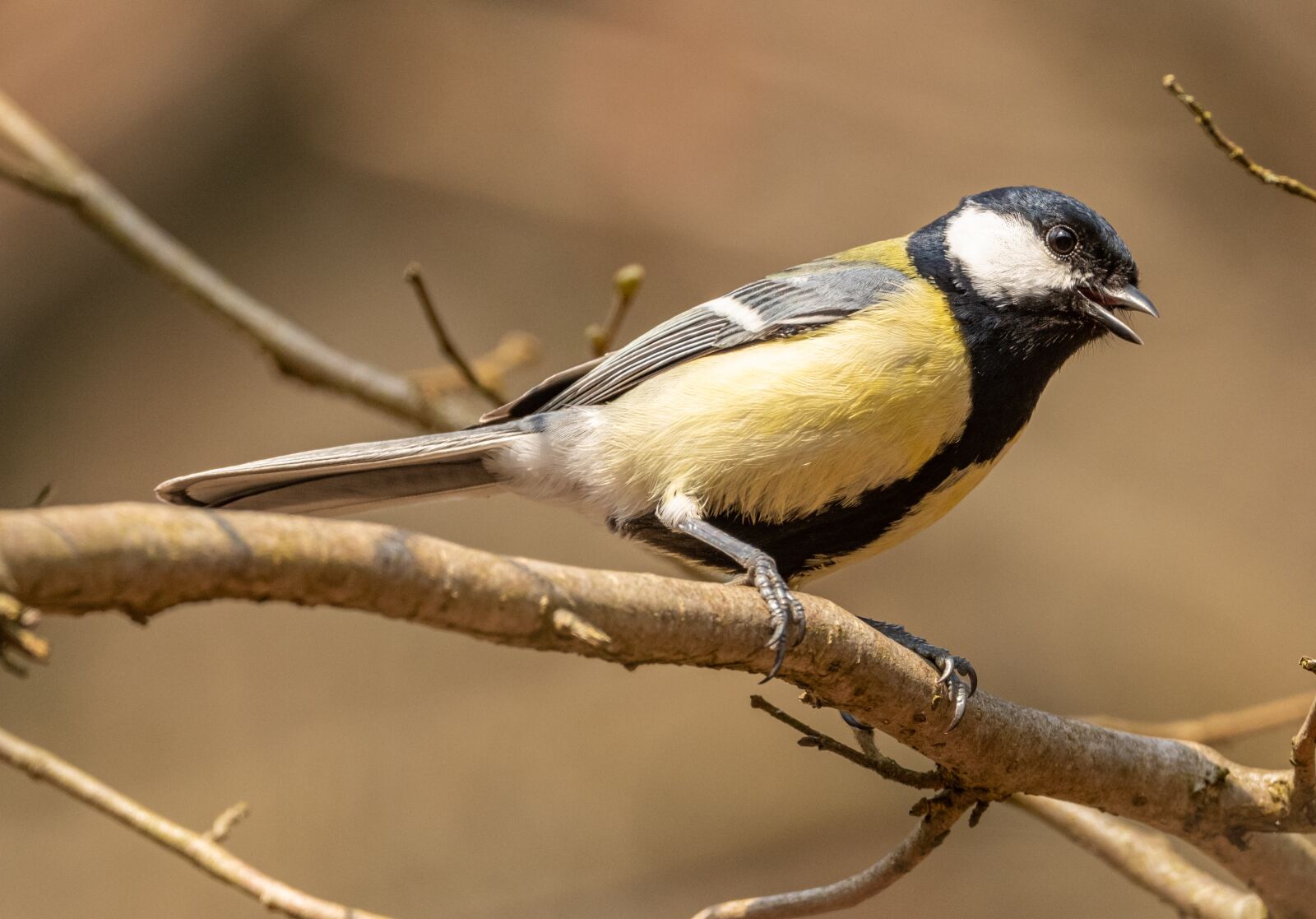 Nikon D850 sample photo. Tit, great, bird photography