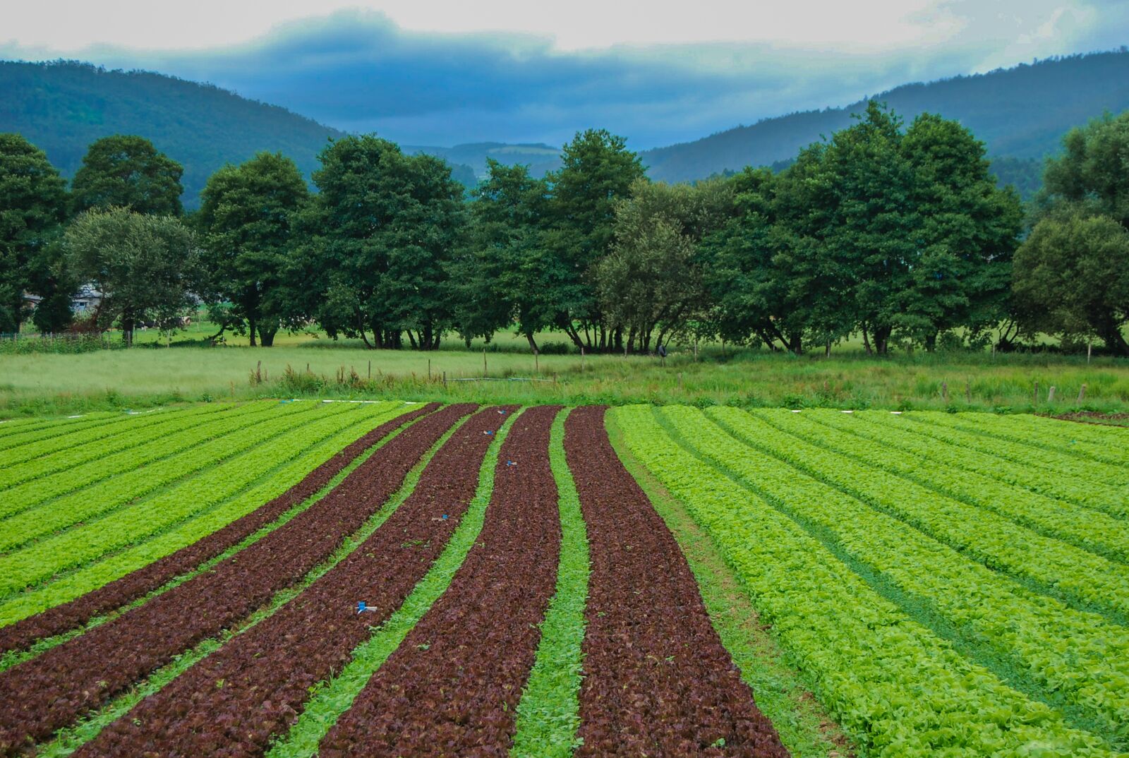 Nikon D60 sample photo. Field, landscape, farm photography
