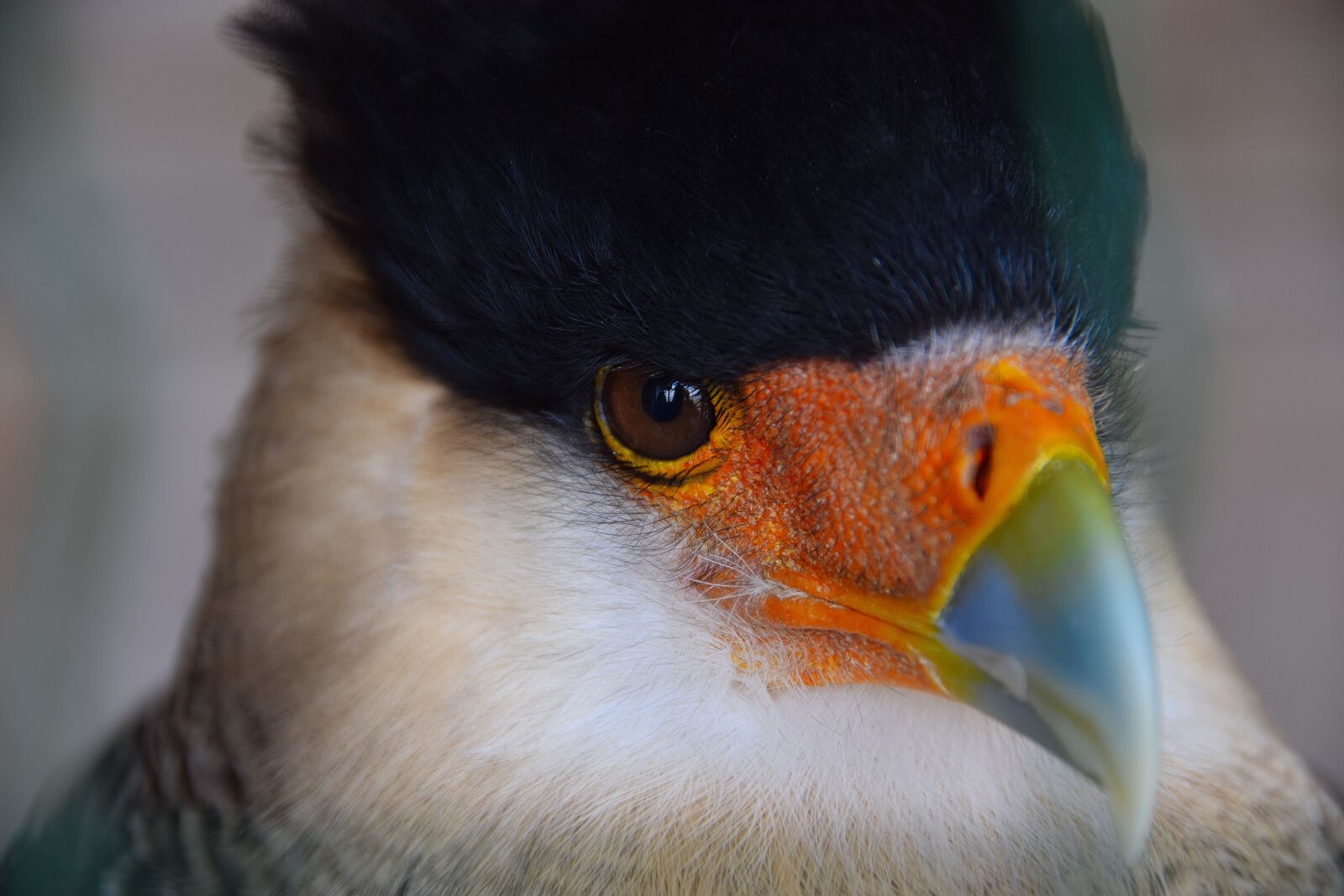 Nikon D3300 sample photo. Adler, raptor, bird photography