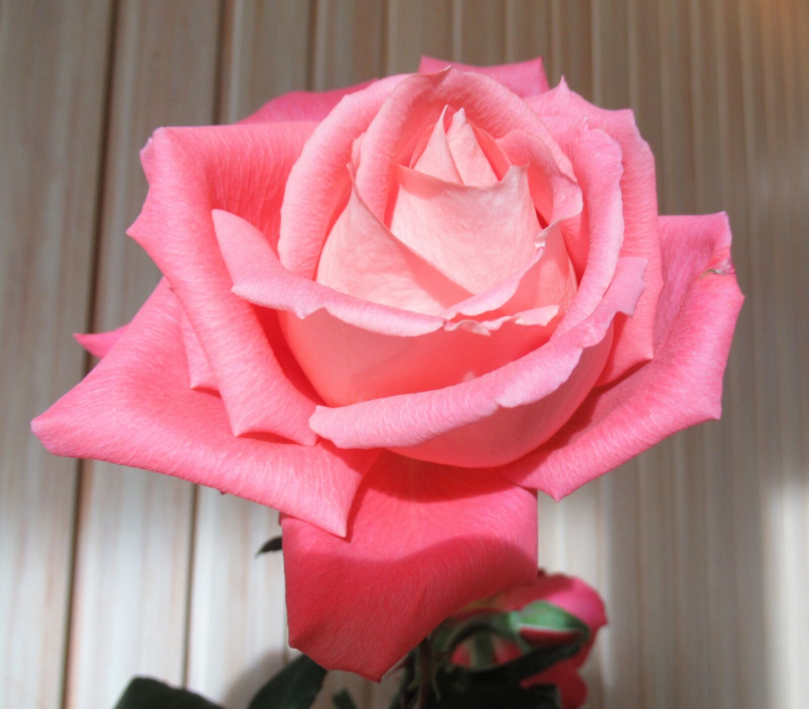 Canon PowerShot SX620 HS sample photo. Flower, rose, plant photography